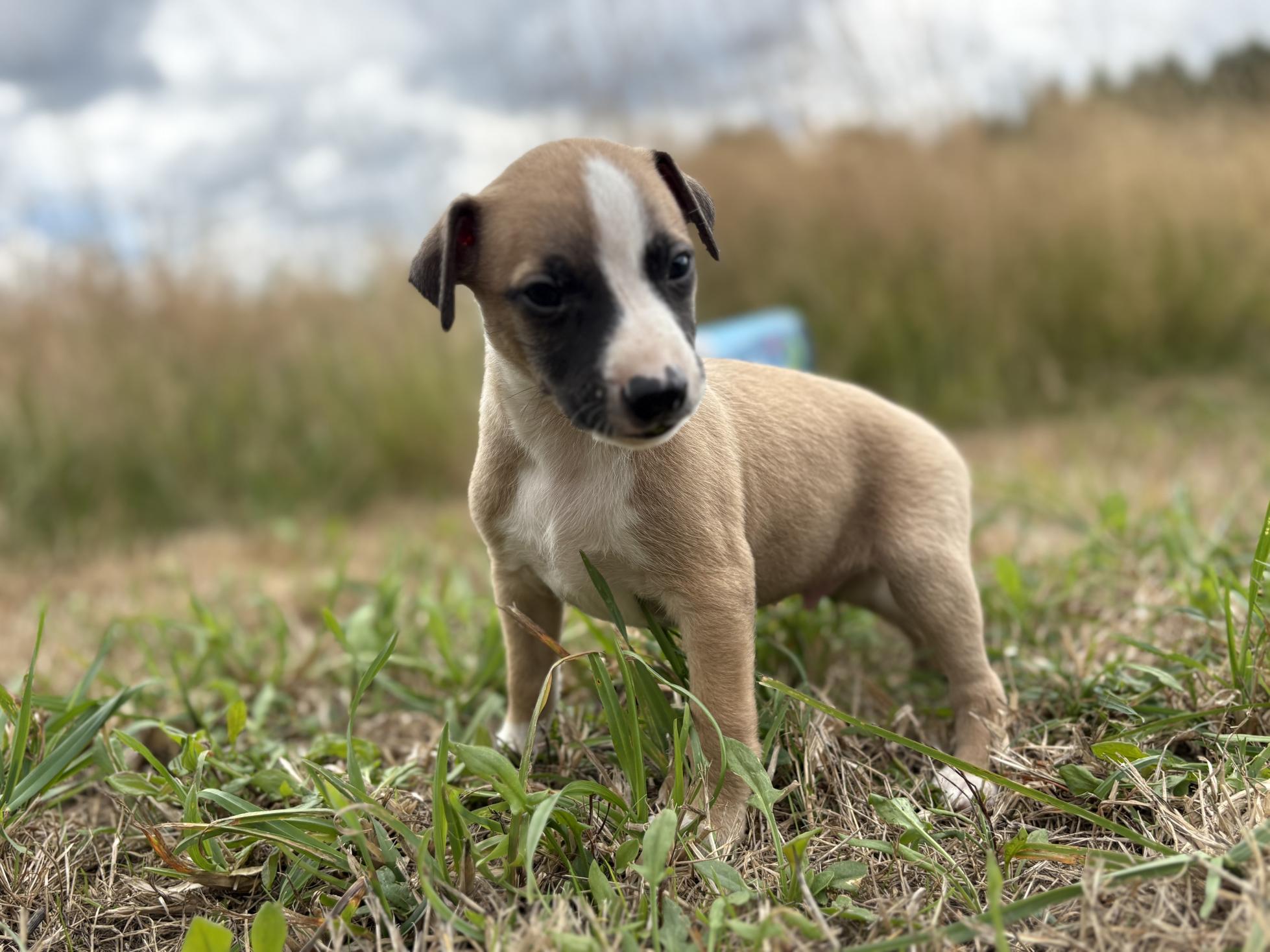 chiot disponible