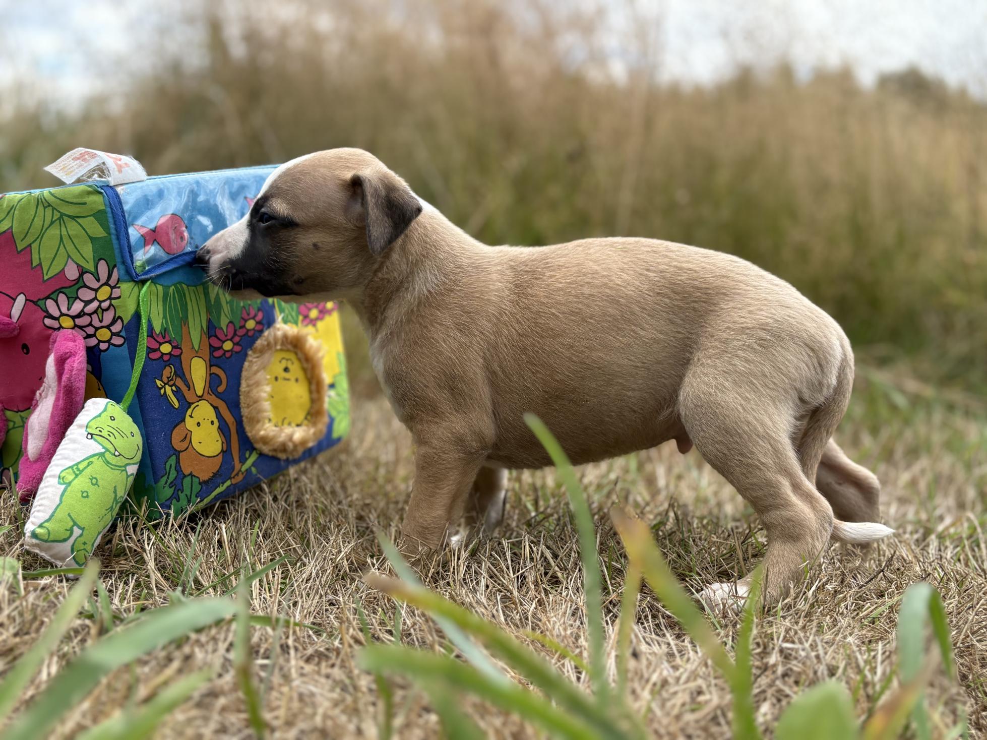 chiot disponible