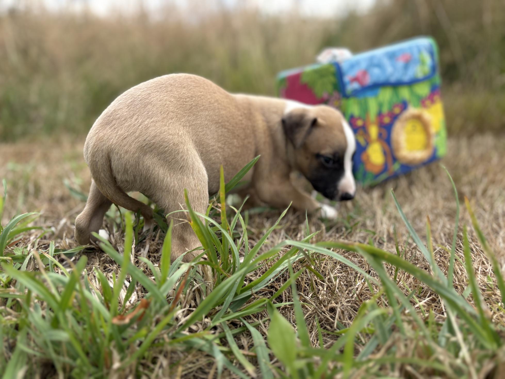 chiot disponible