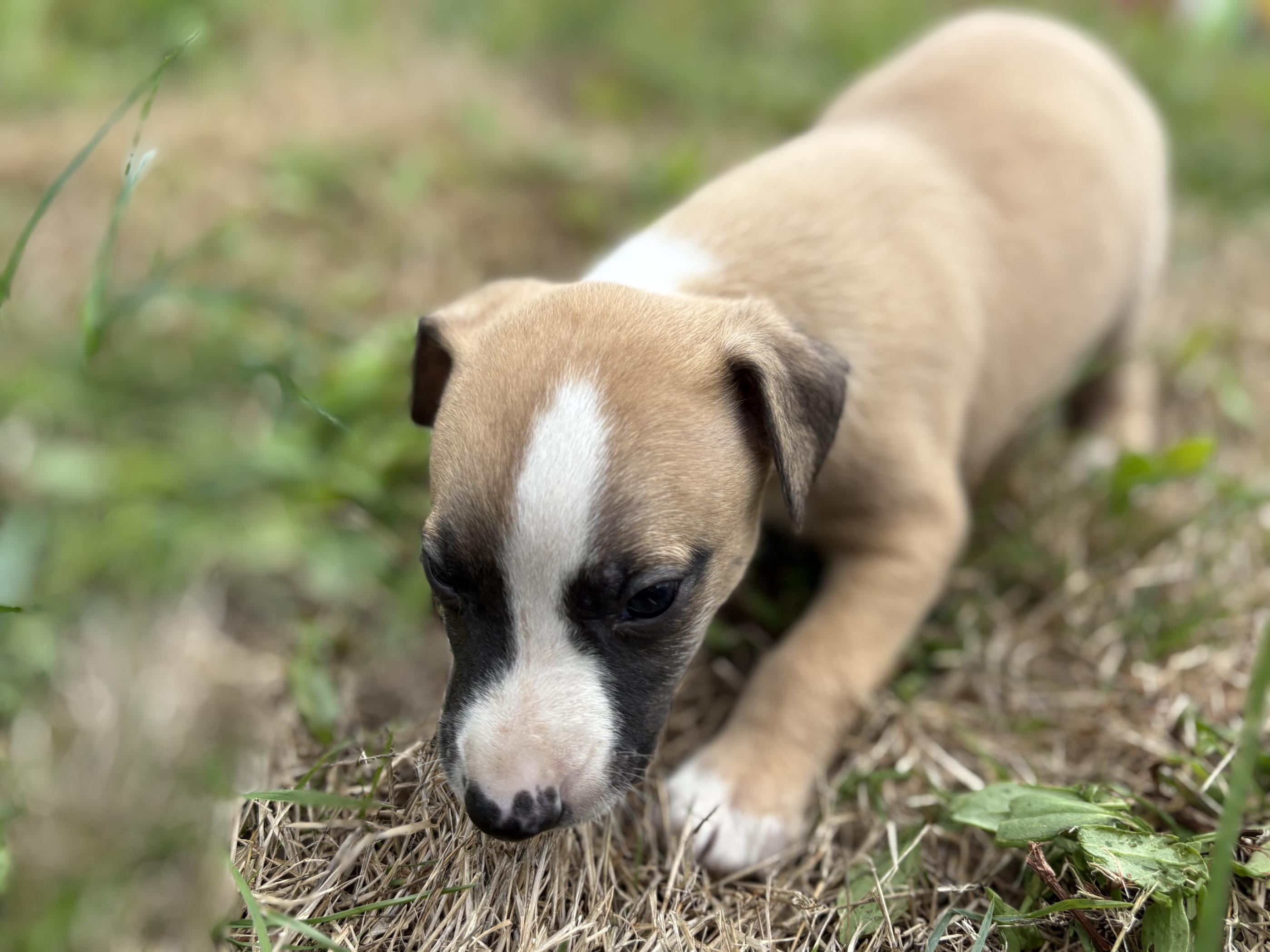 chiot disponible