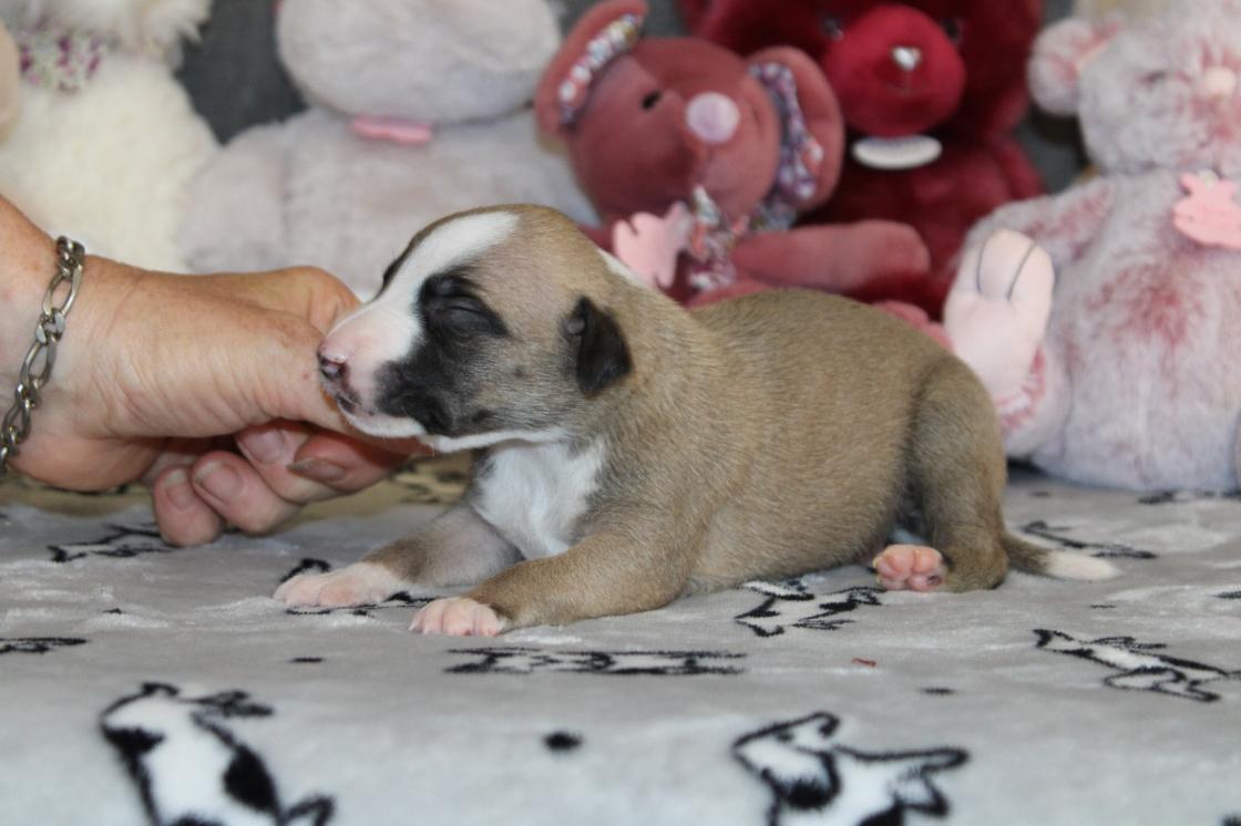 chiot disponible
