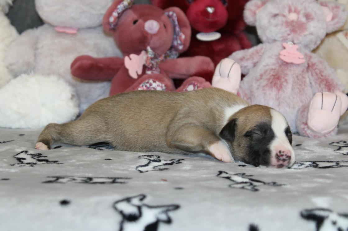 chiot disponible