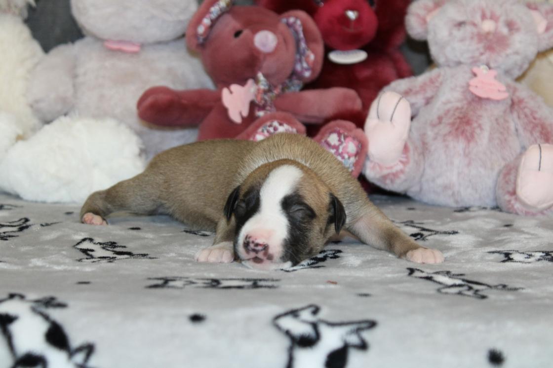chiot disponible