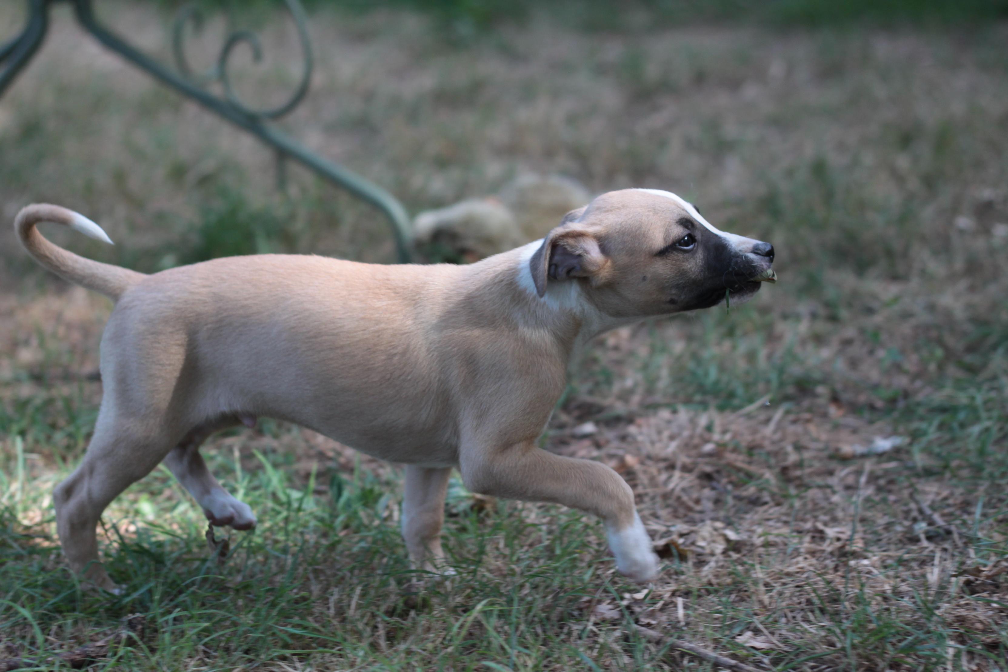 chiot disponible