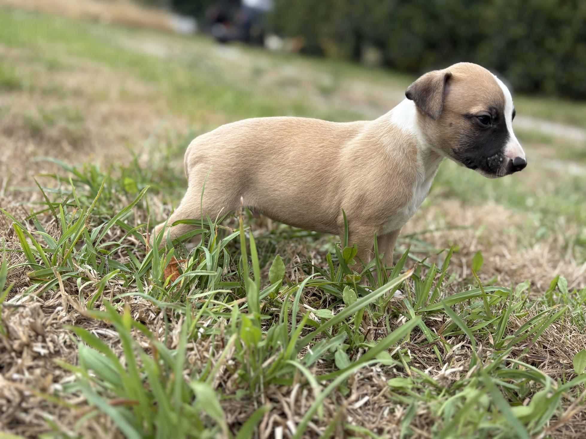 chiot disponible