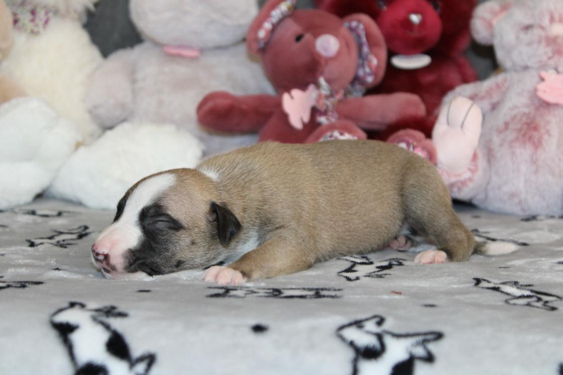 chiot disponible