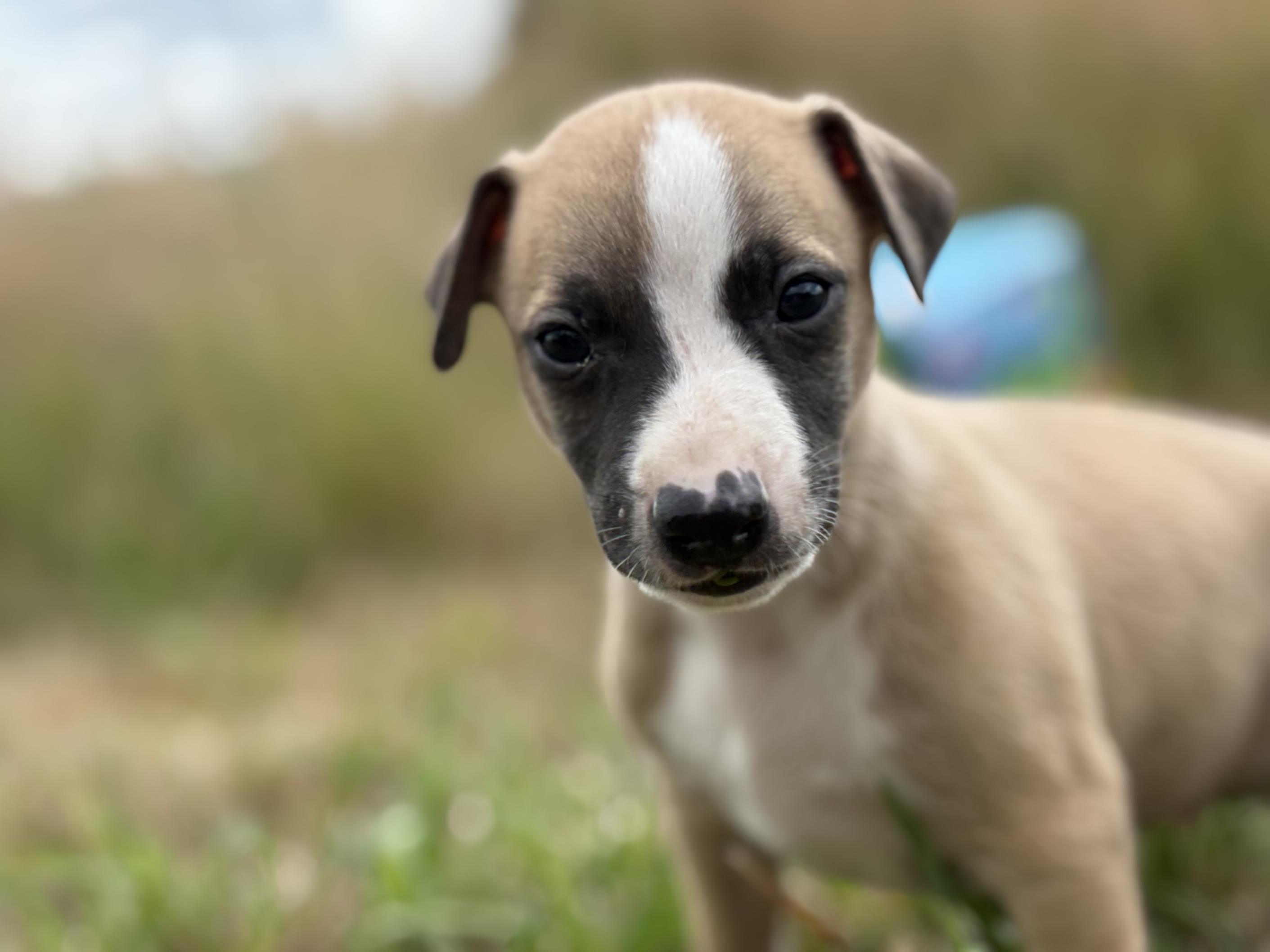 chiot disponible