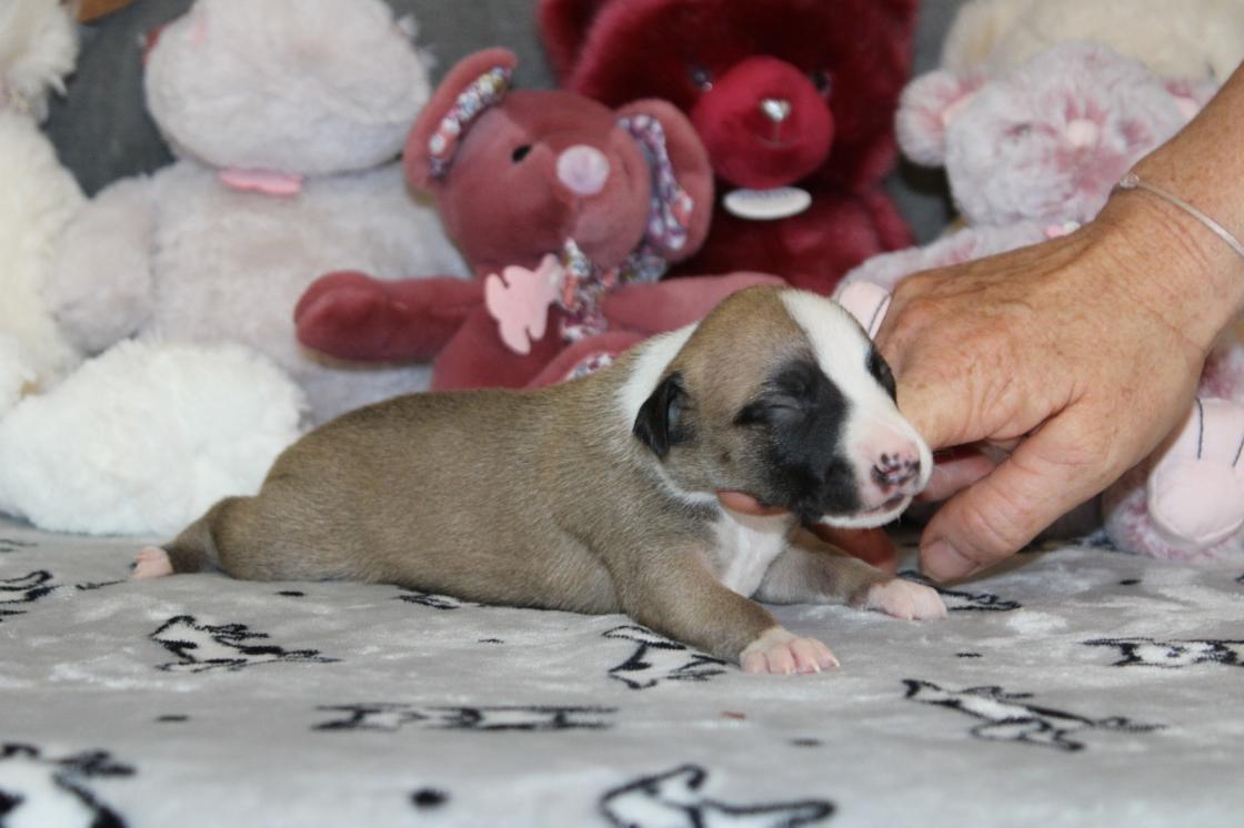chiot disponible
