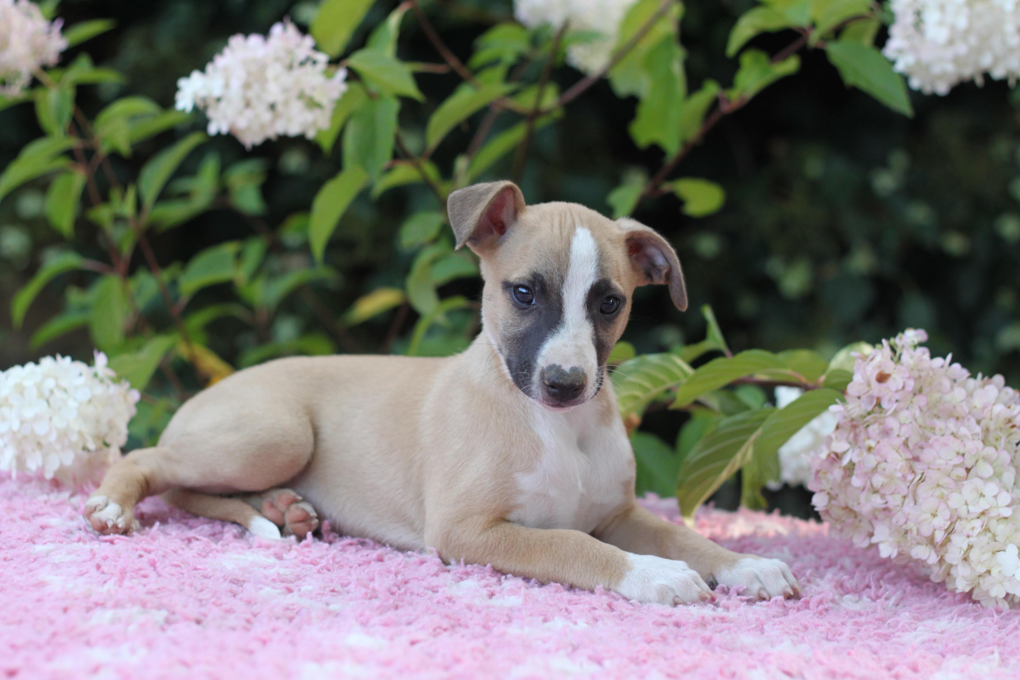 chiot disponible