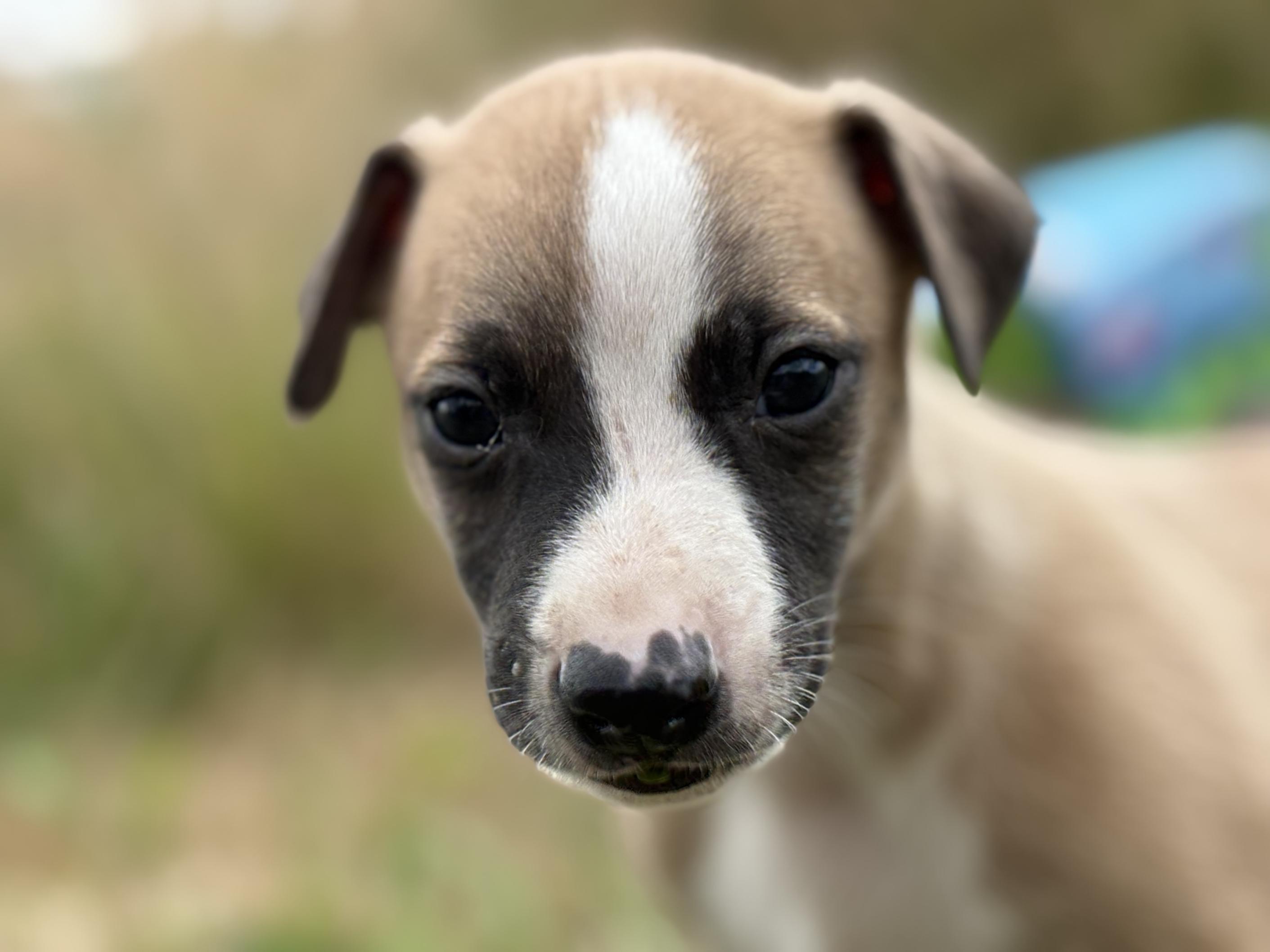chiot disponible