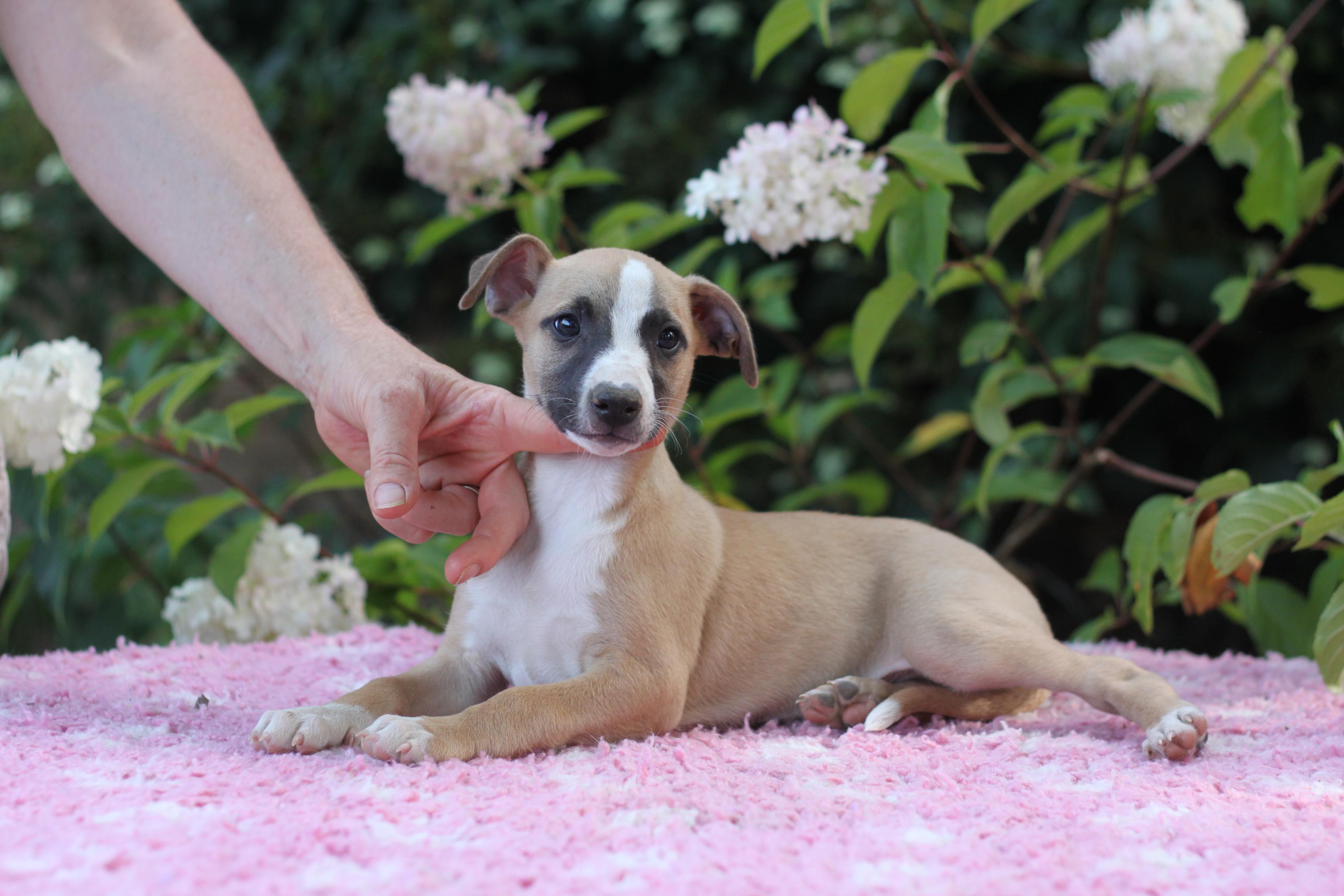 chiot disponible