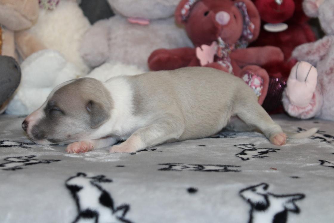 chiot disponible