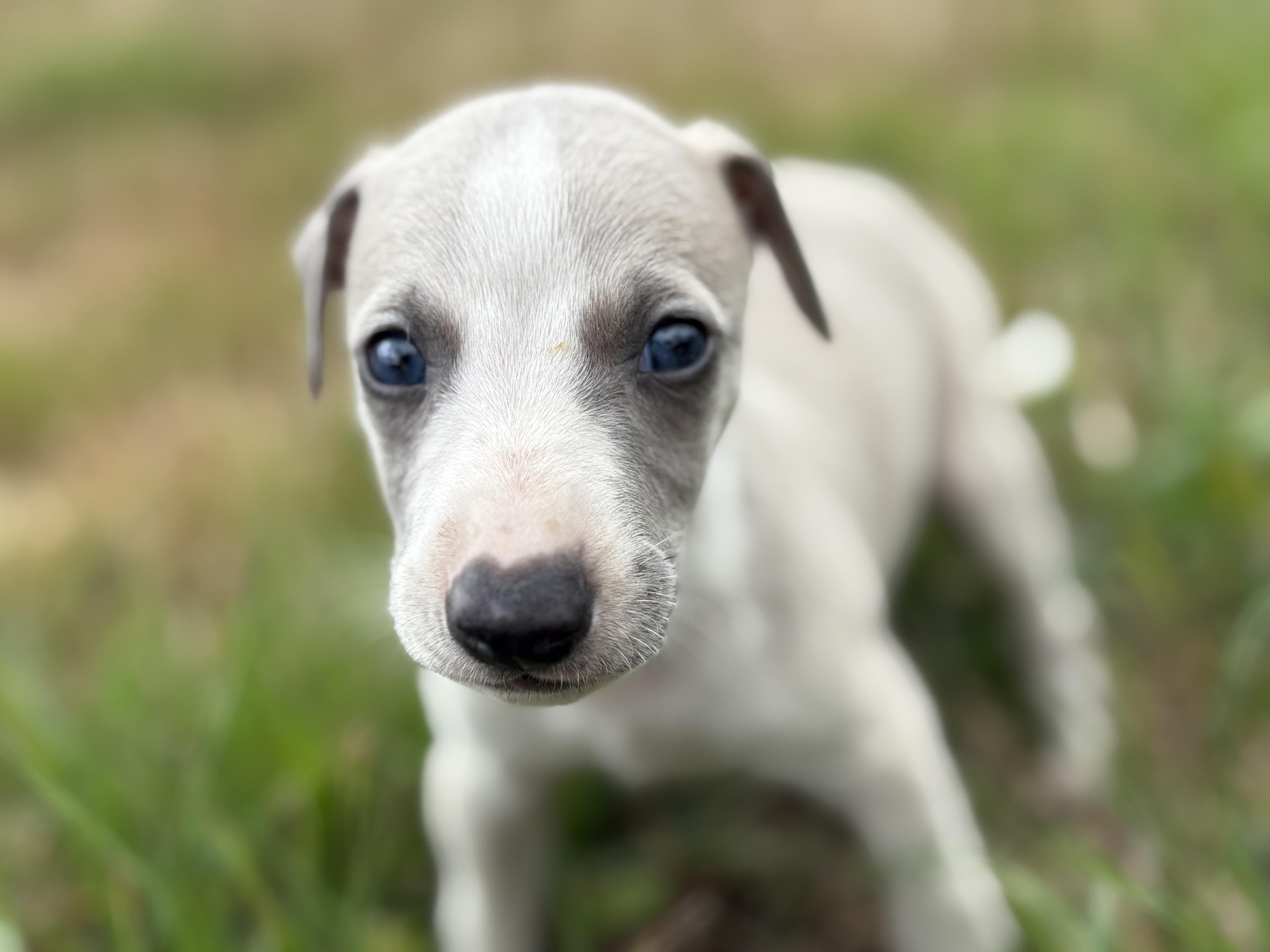 chiot disponible