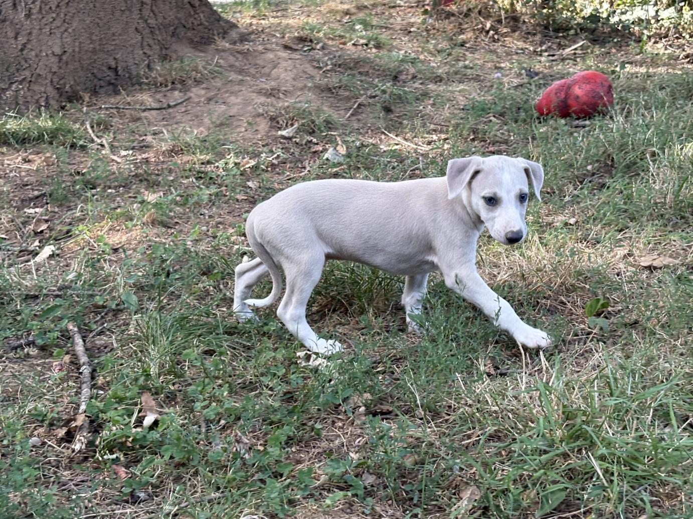 chiot disponible