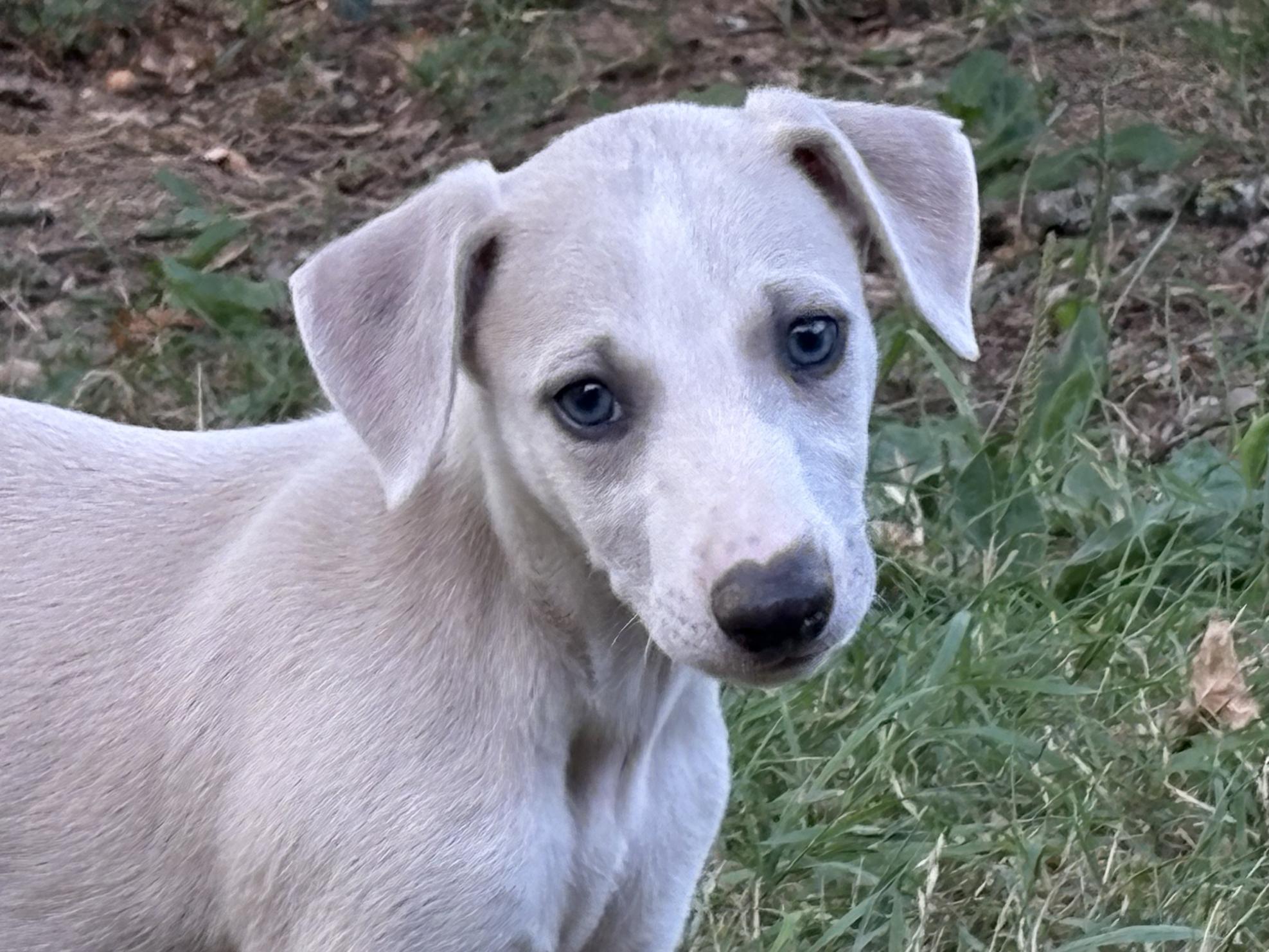 chiot disponible