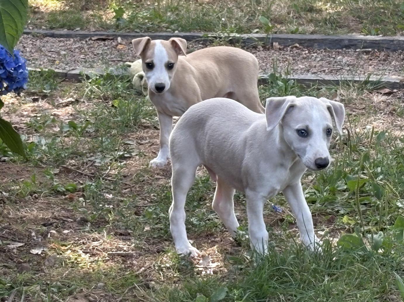 chiot disponible