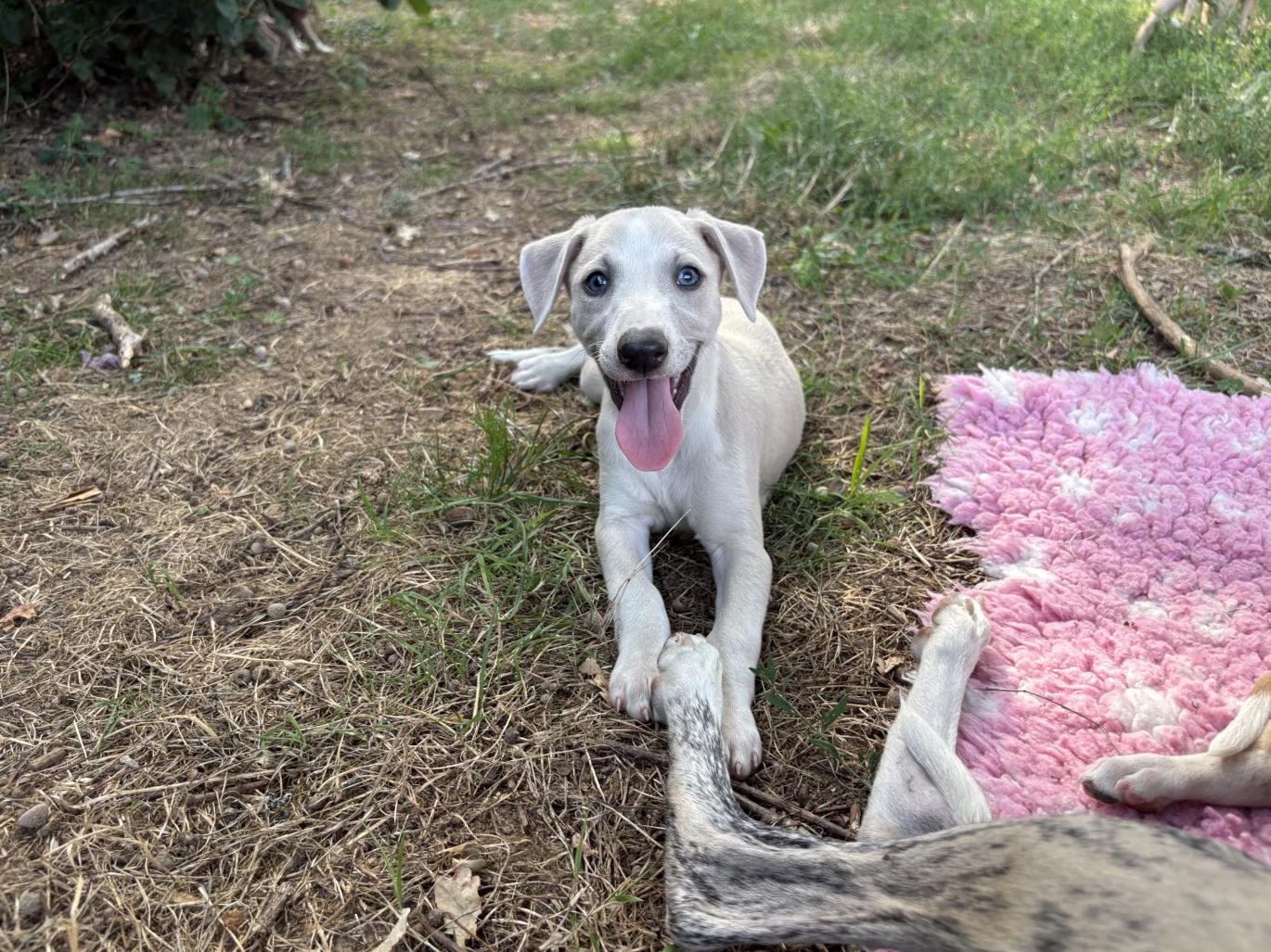 chiot disponible