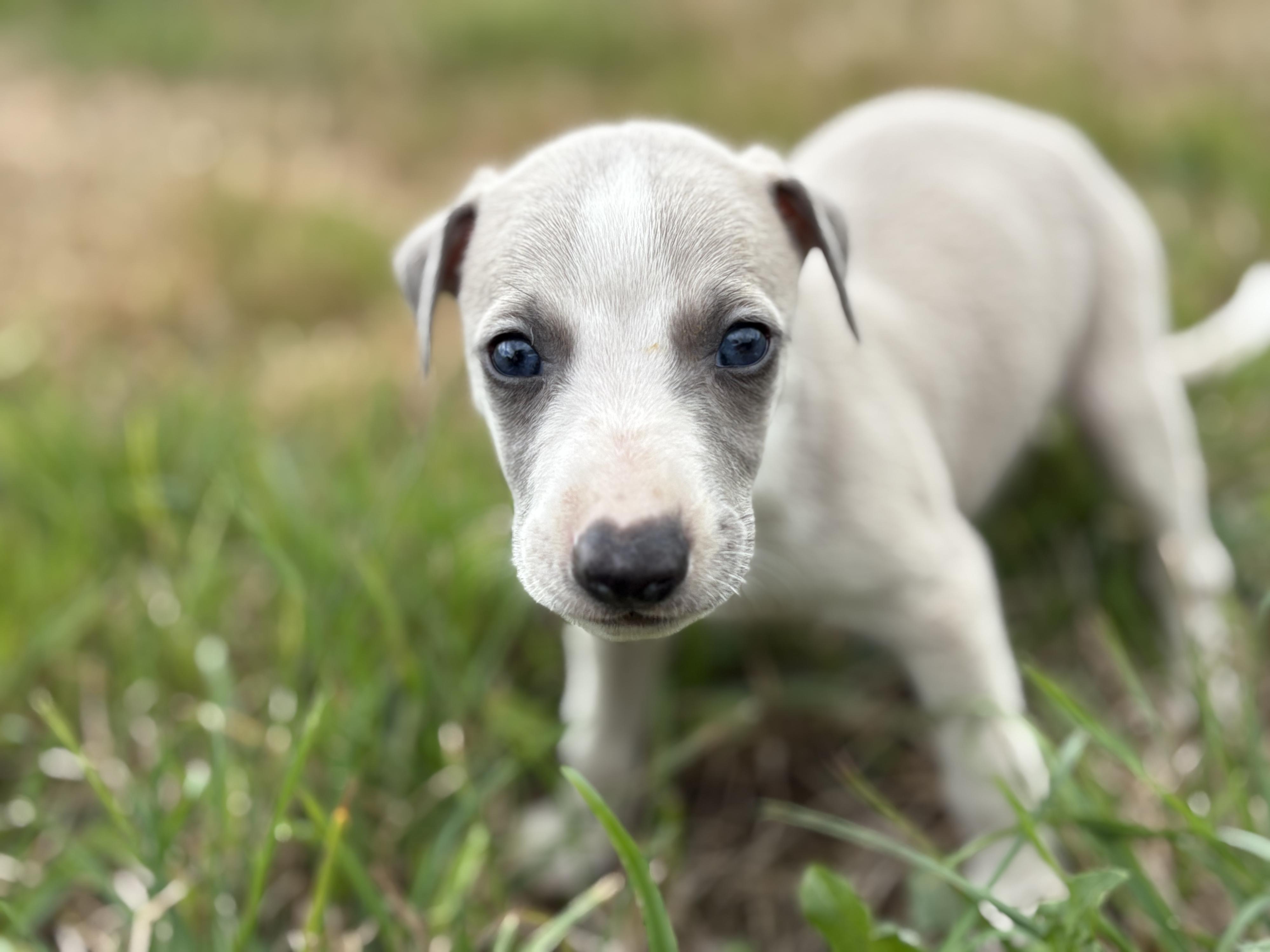 chiot disponible