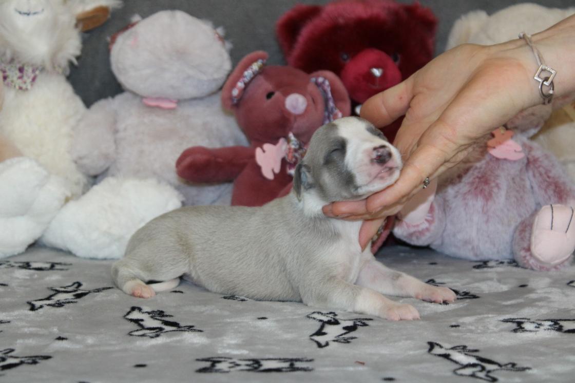 chiot disponible