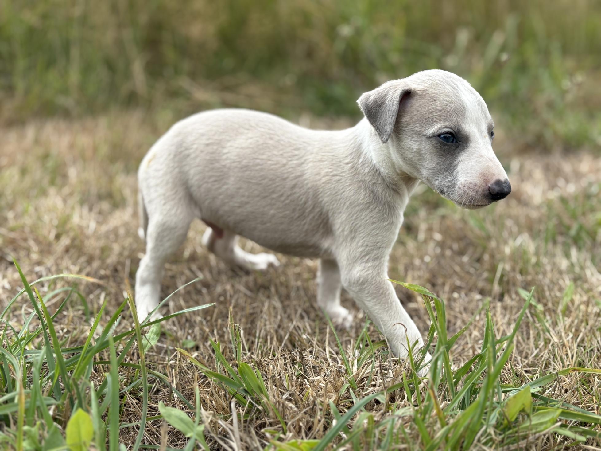 chiot disponible