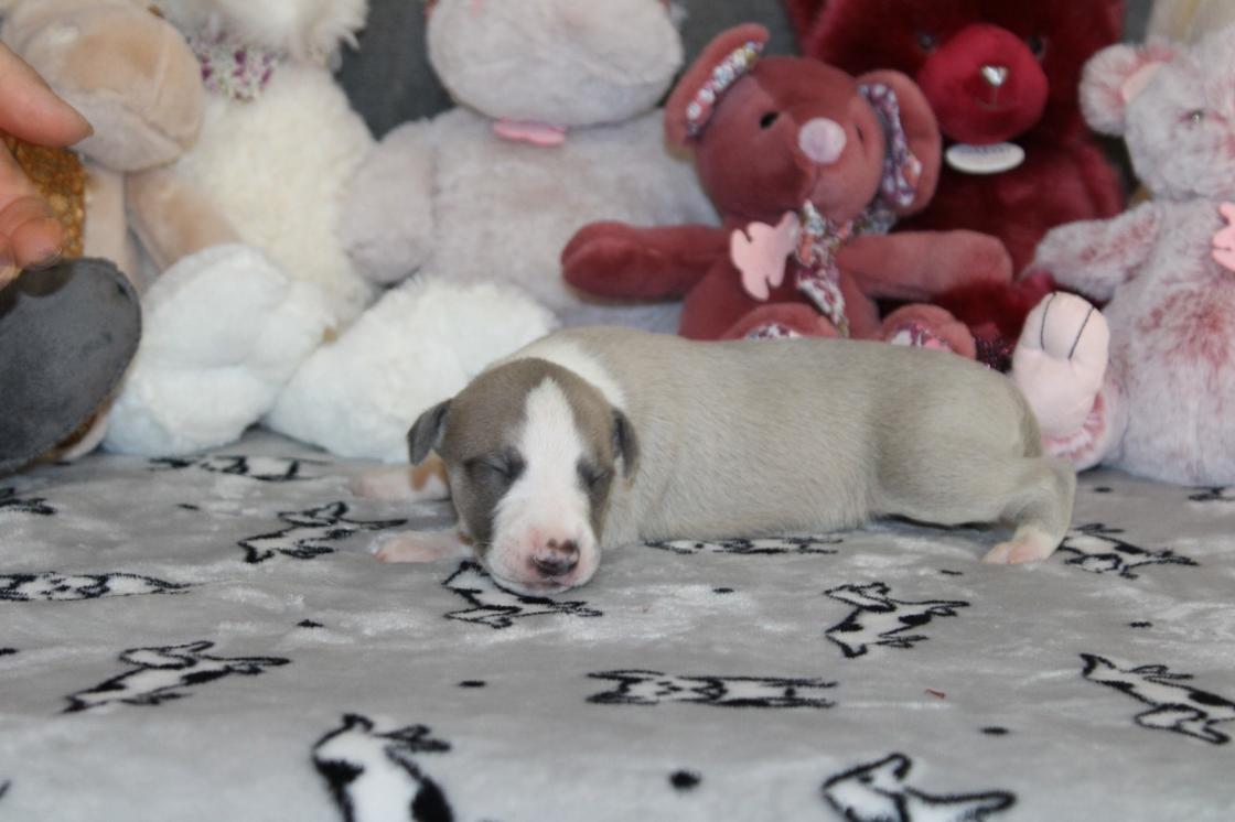 chiot disponible