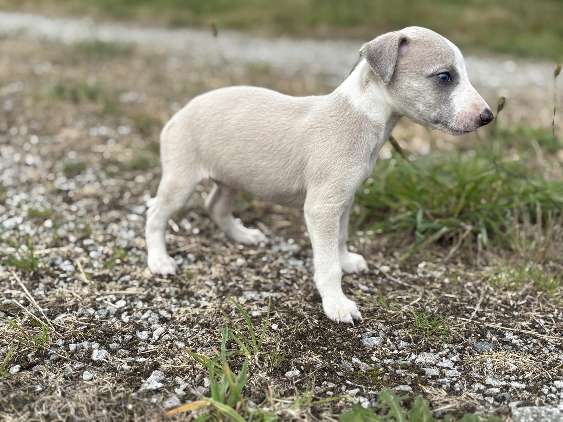 chiot disponible
