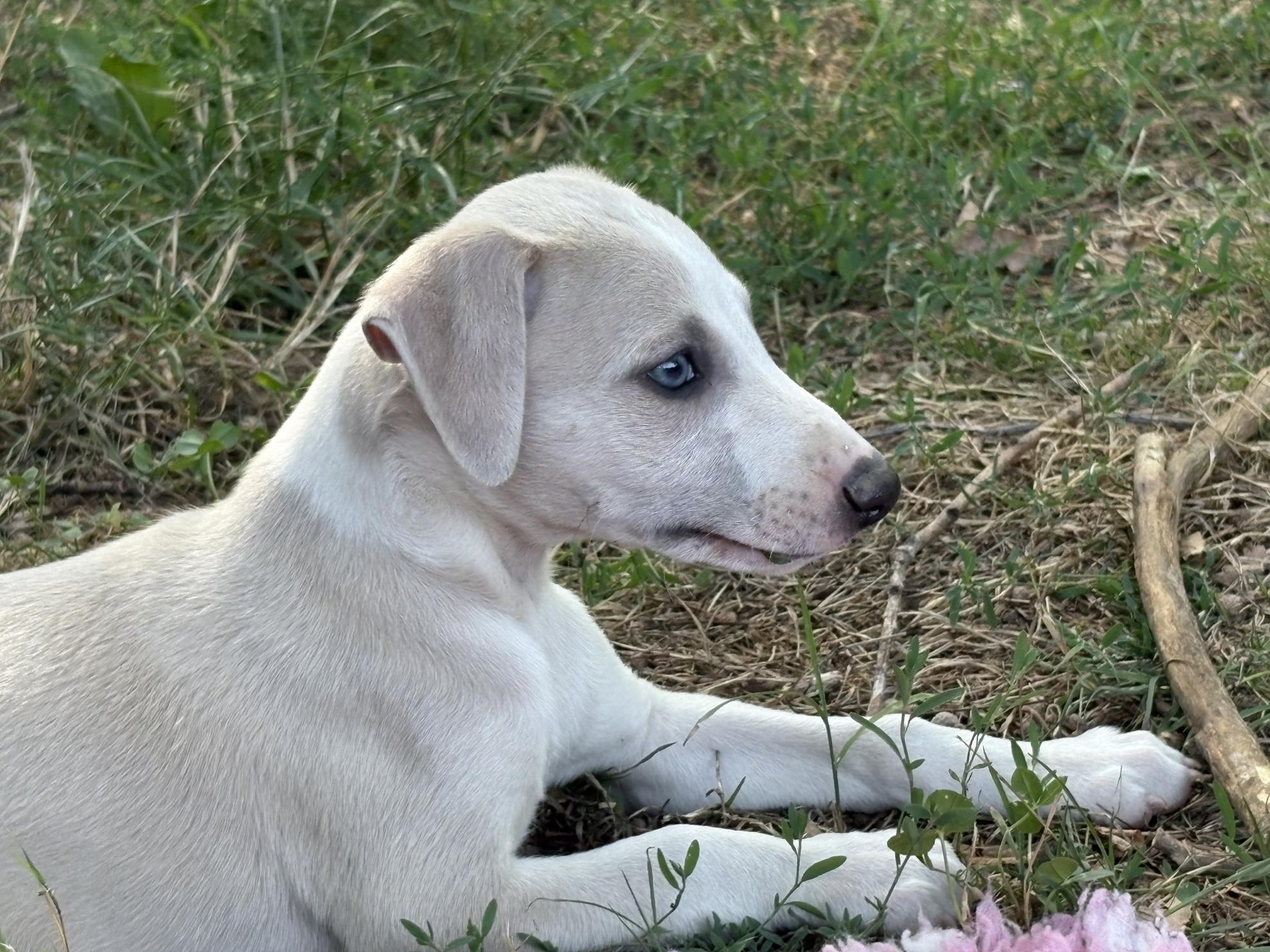 chiot disponible