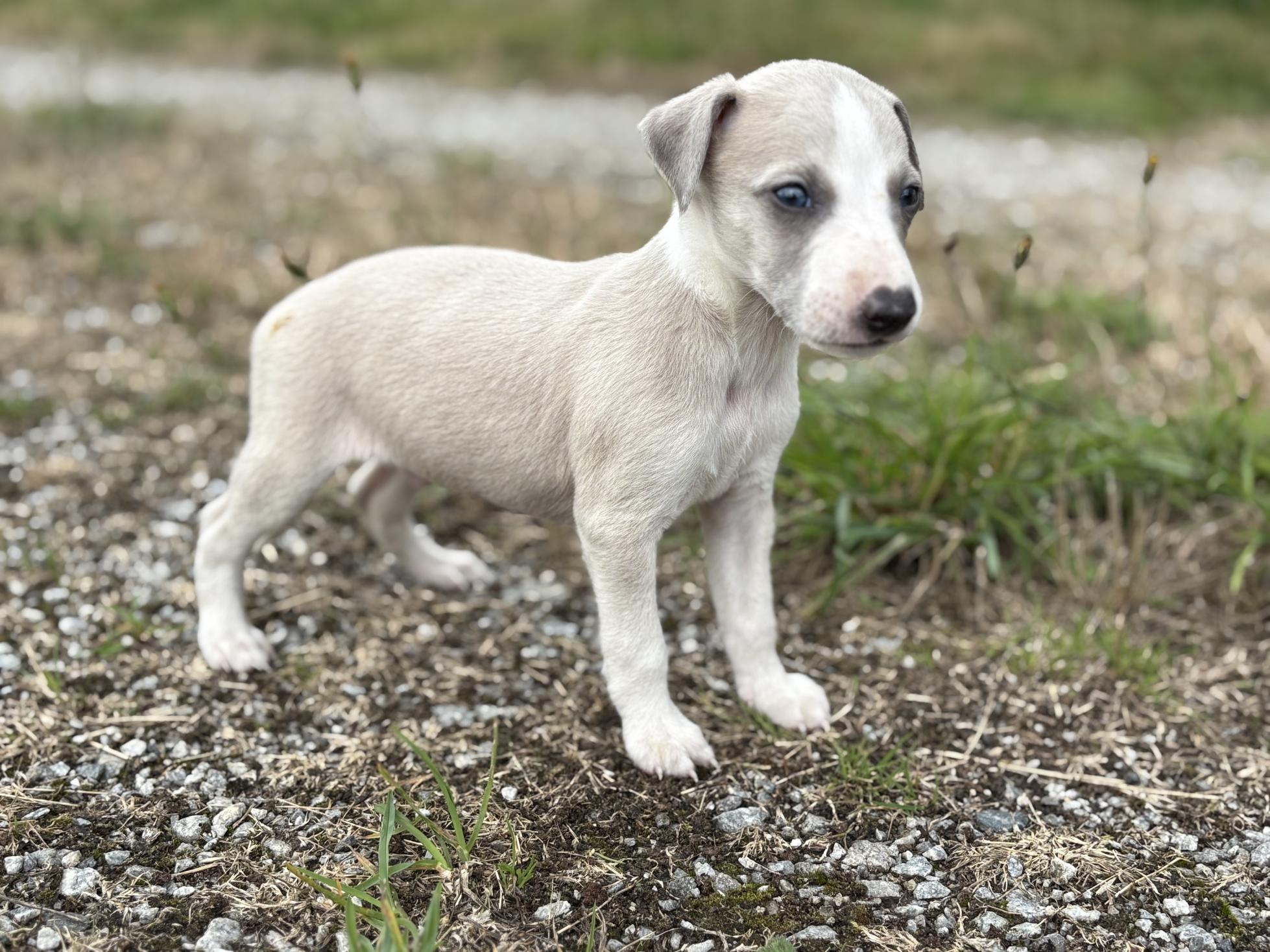 chiot disponible