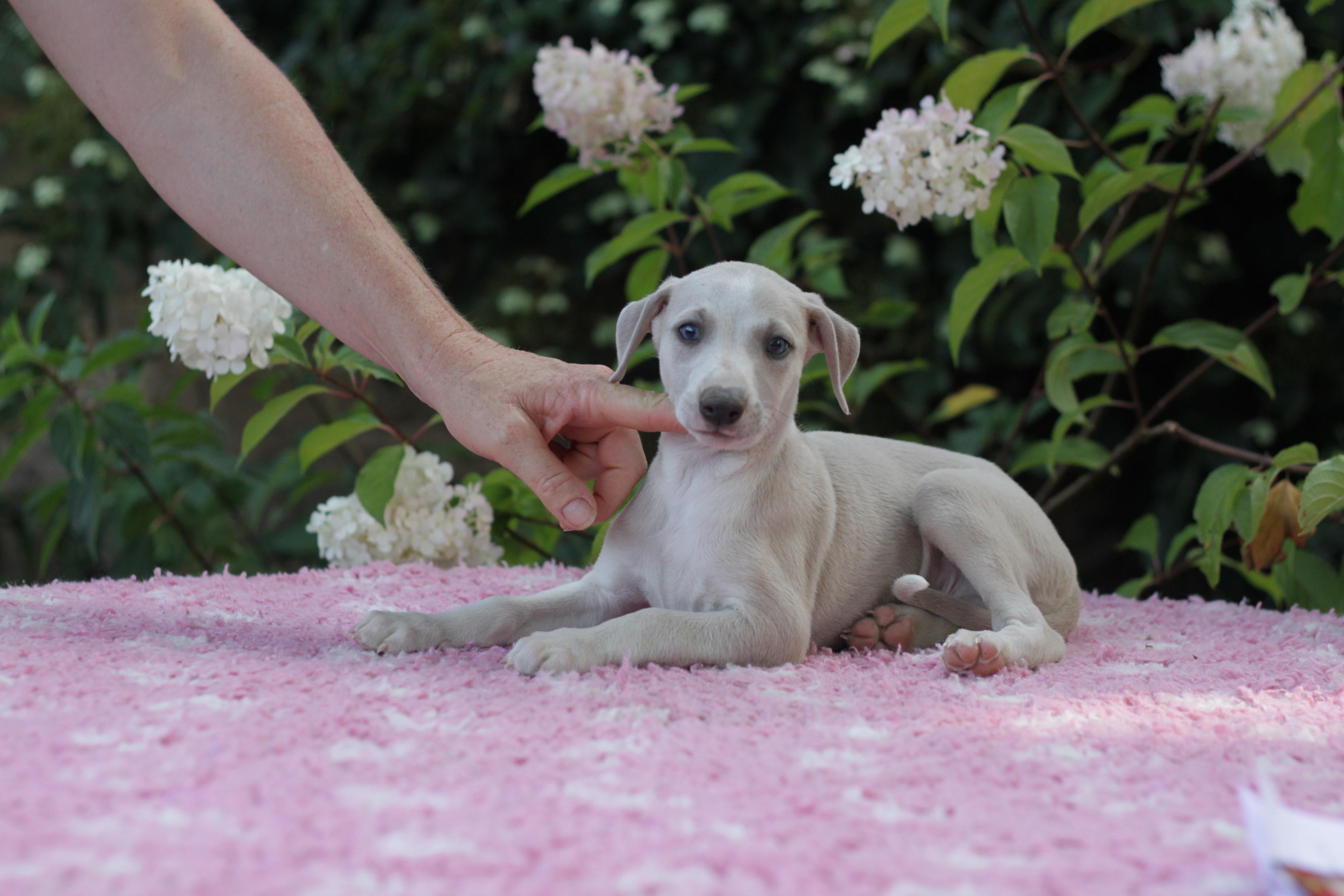 chiot disponible