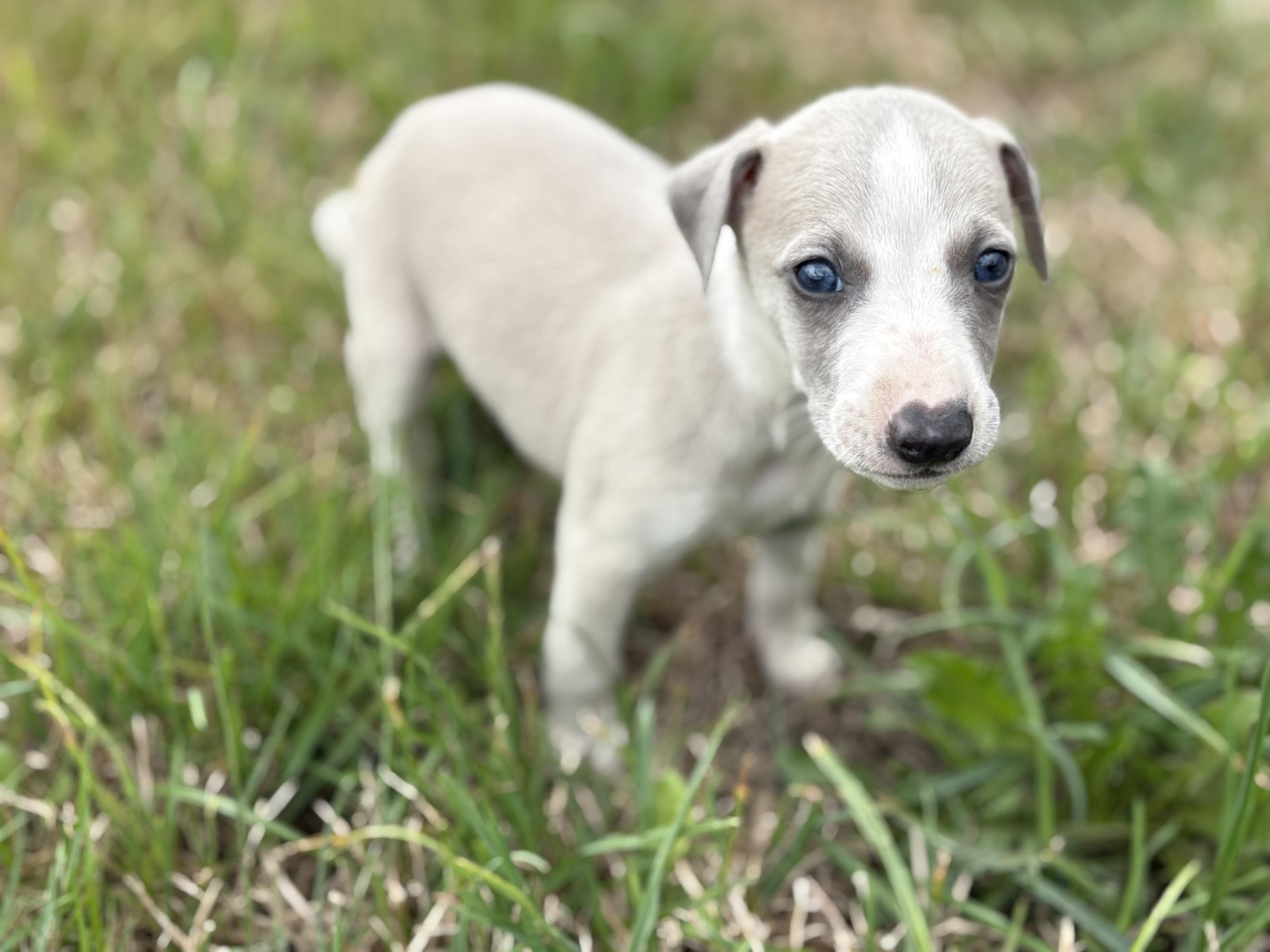 chiot disponible