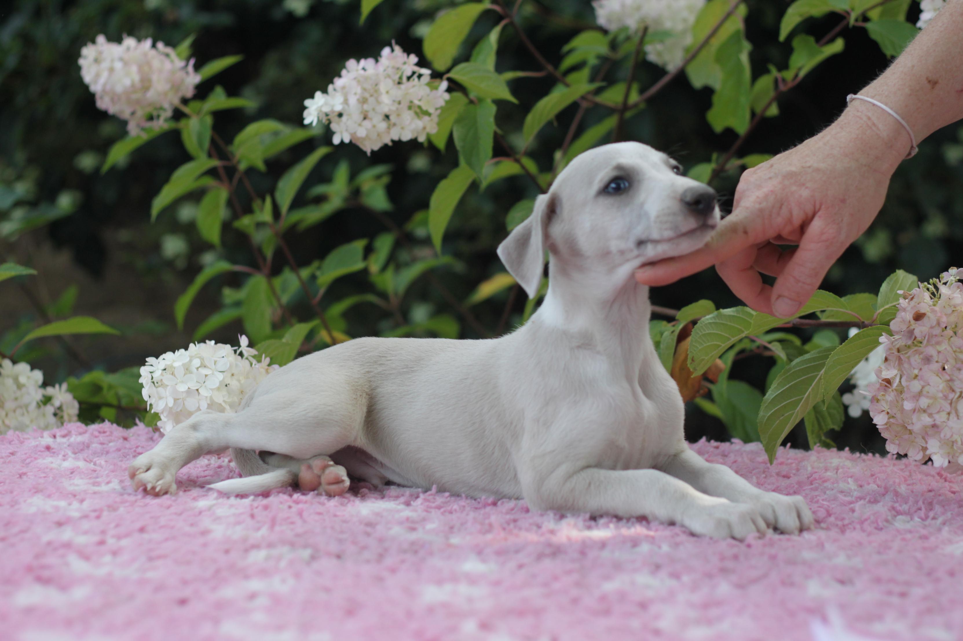 chiot disponible