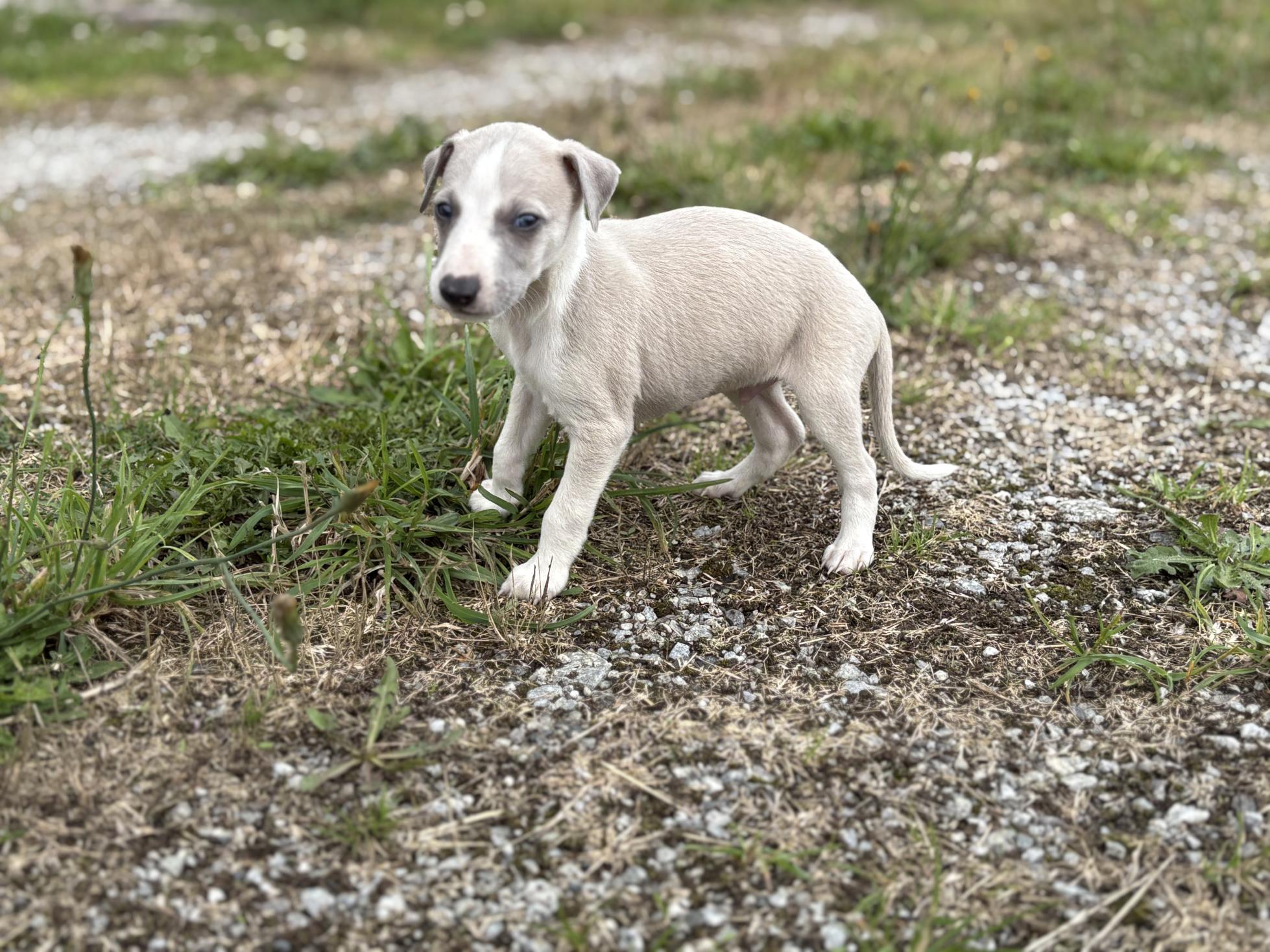 chiot disponible