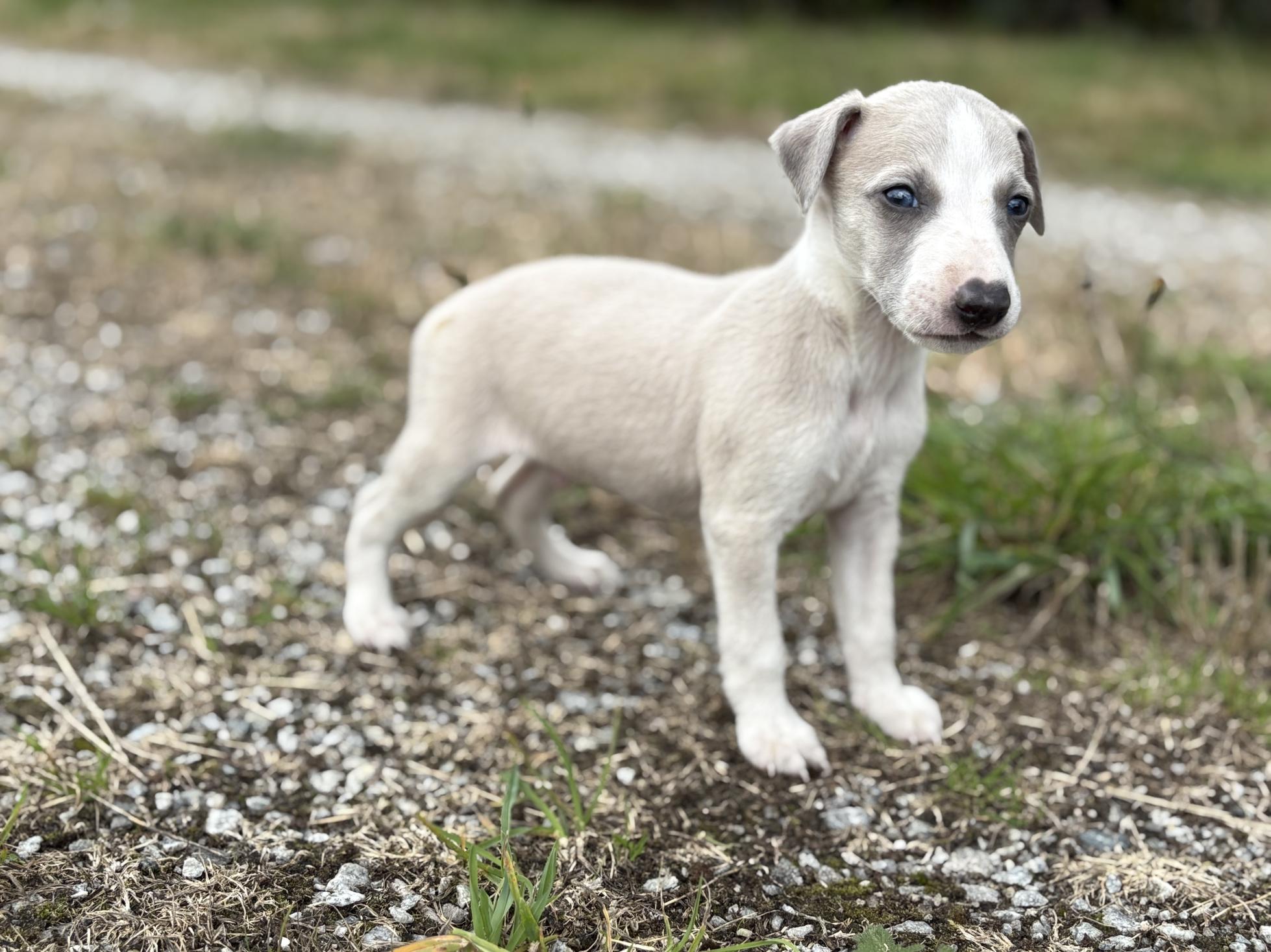 Chiot Whippet Disponible