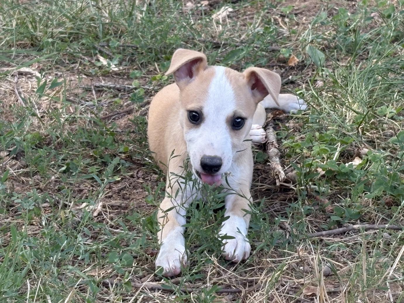 chiot disponible