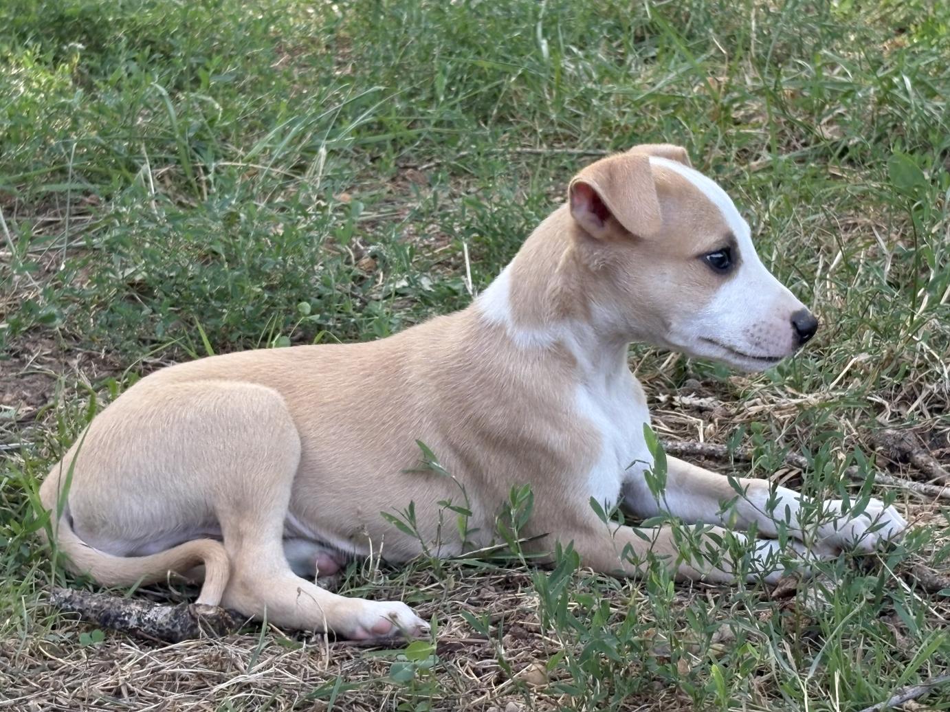 chiot disponible
