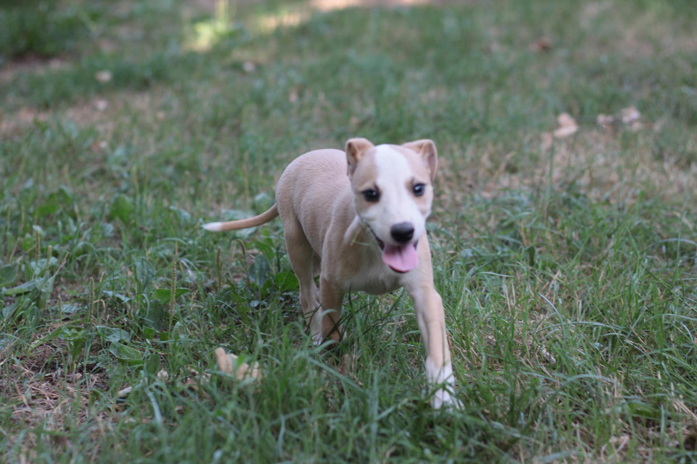 chiot disponible
