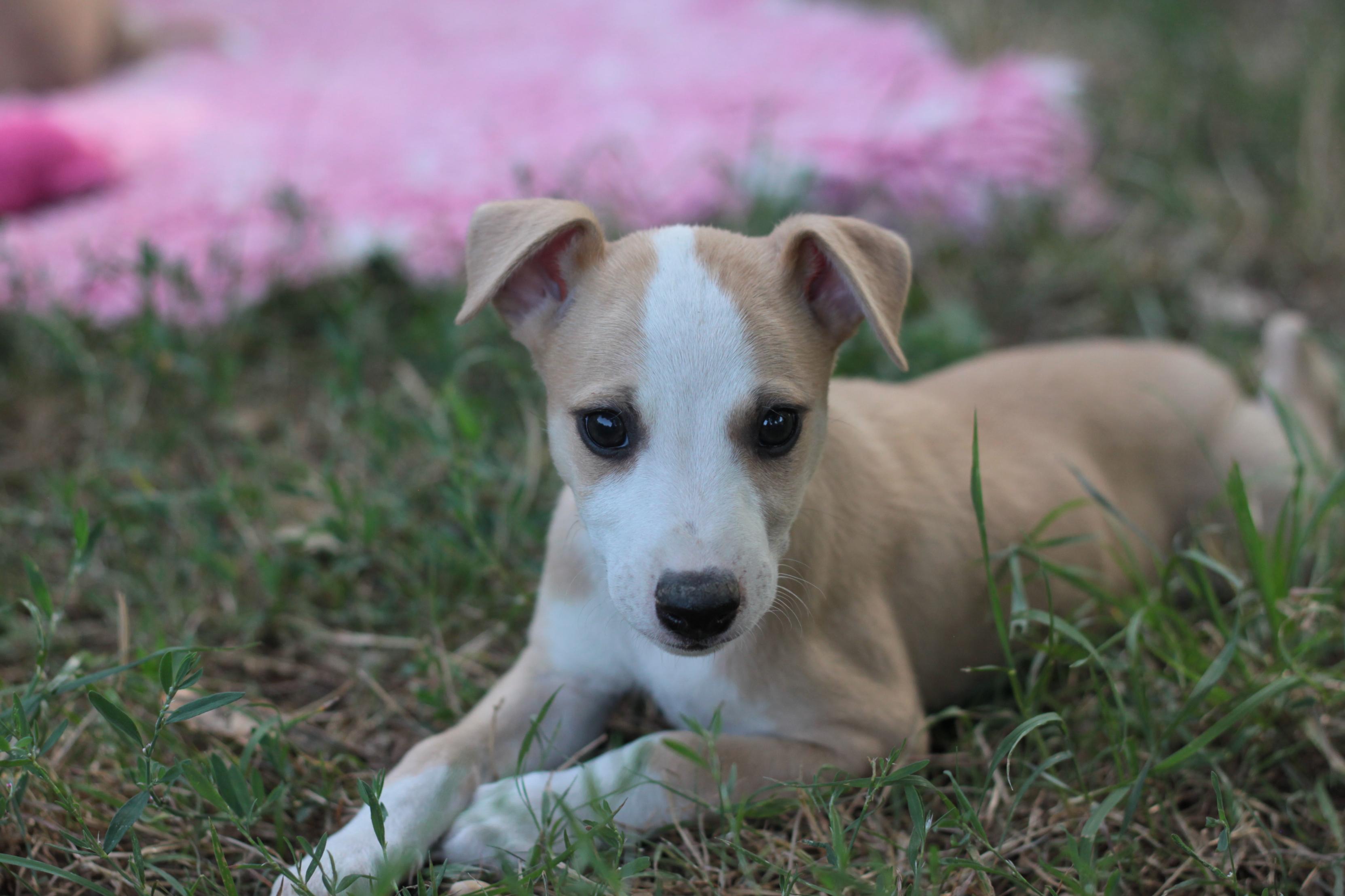 chiot disponible