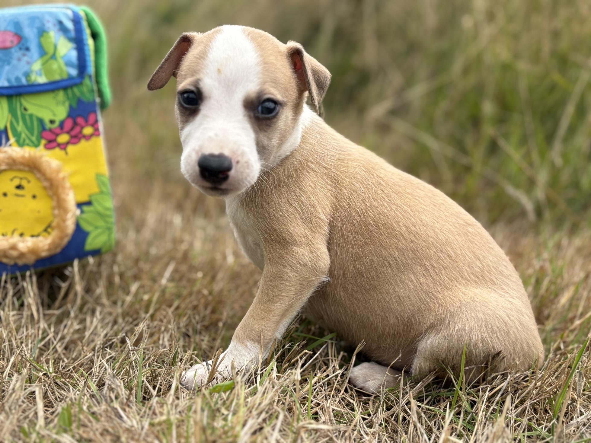chiot disponible