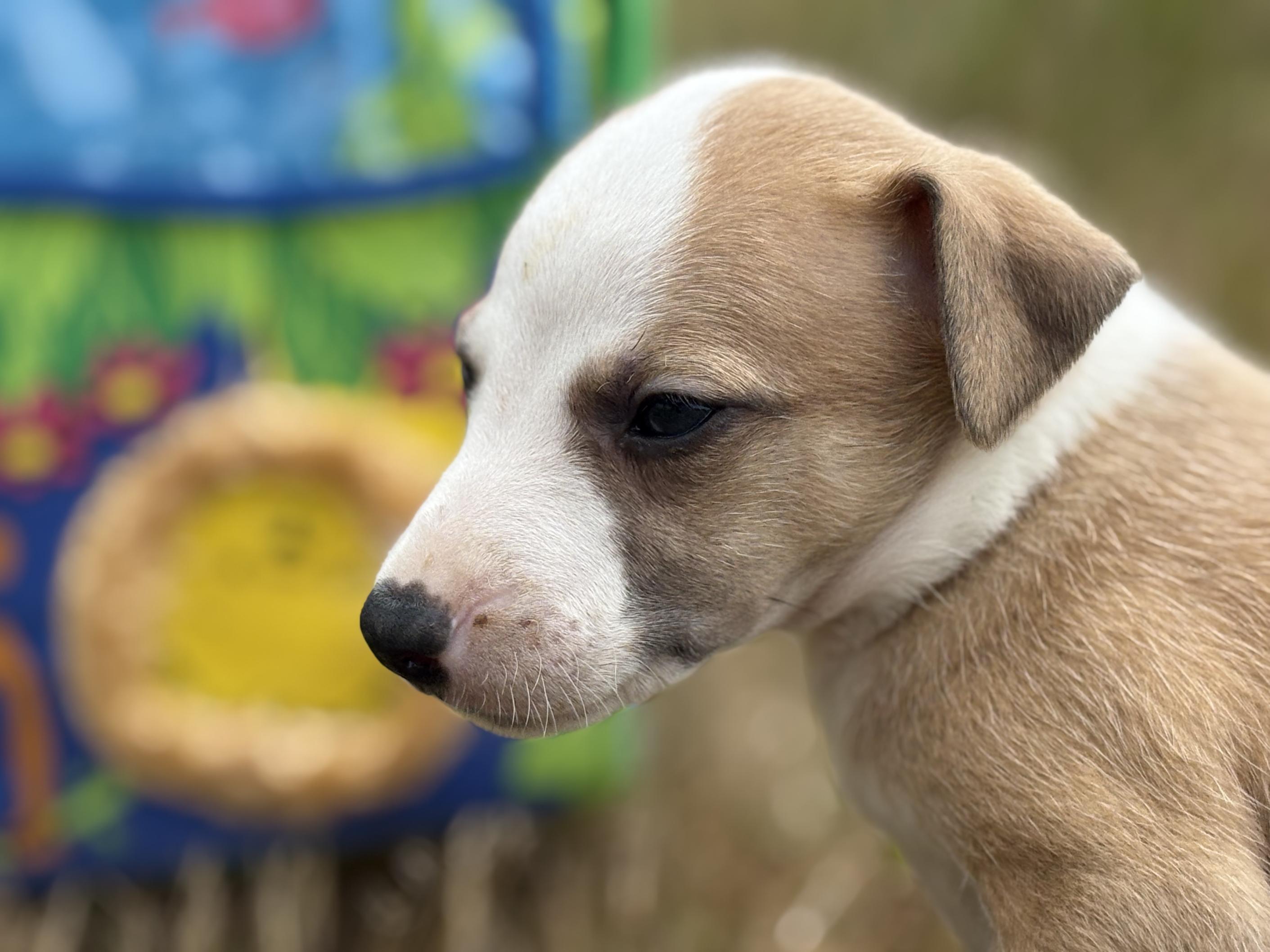 chiot disponible