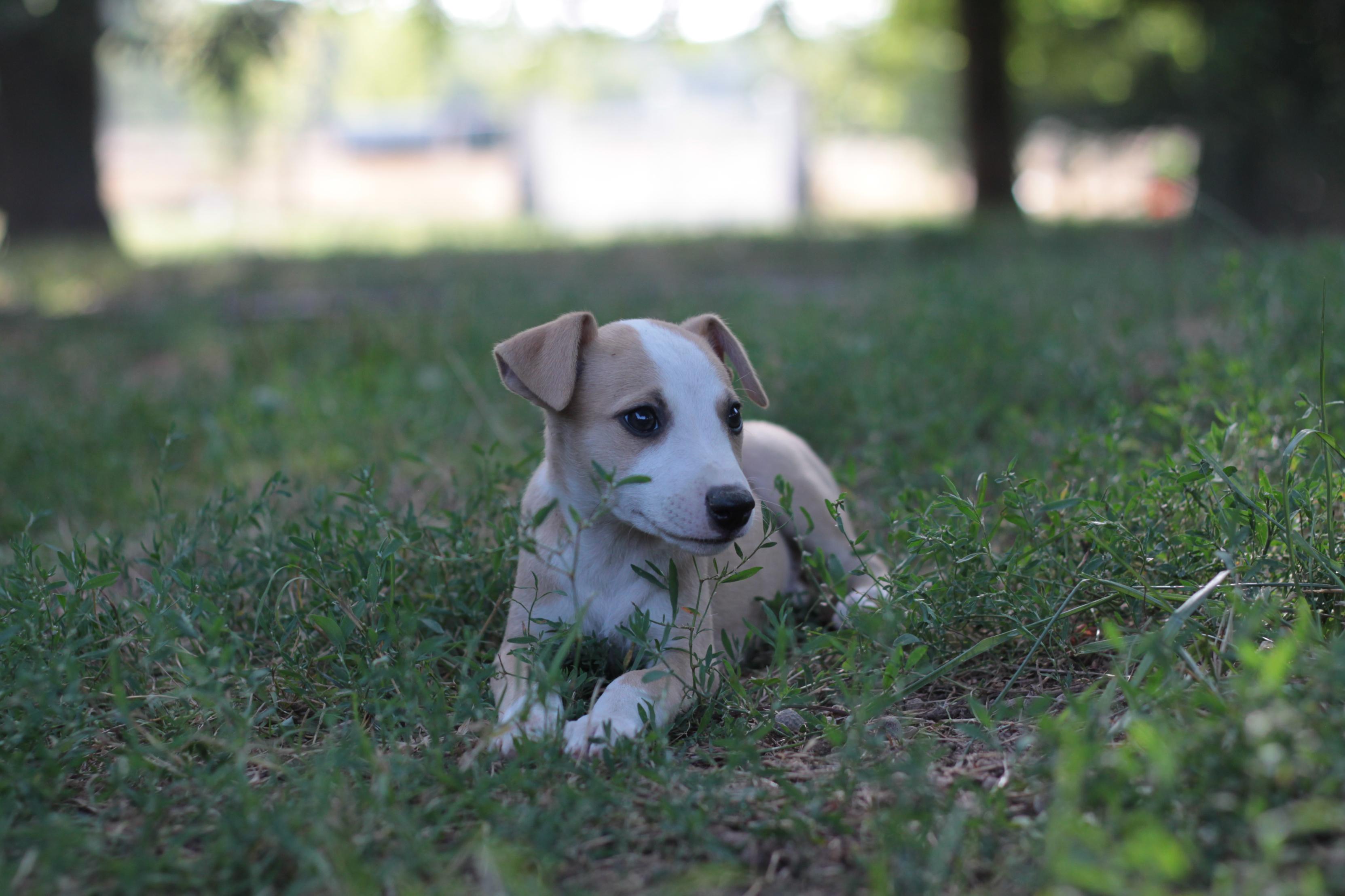 chiot disponible