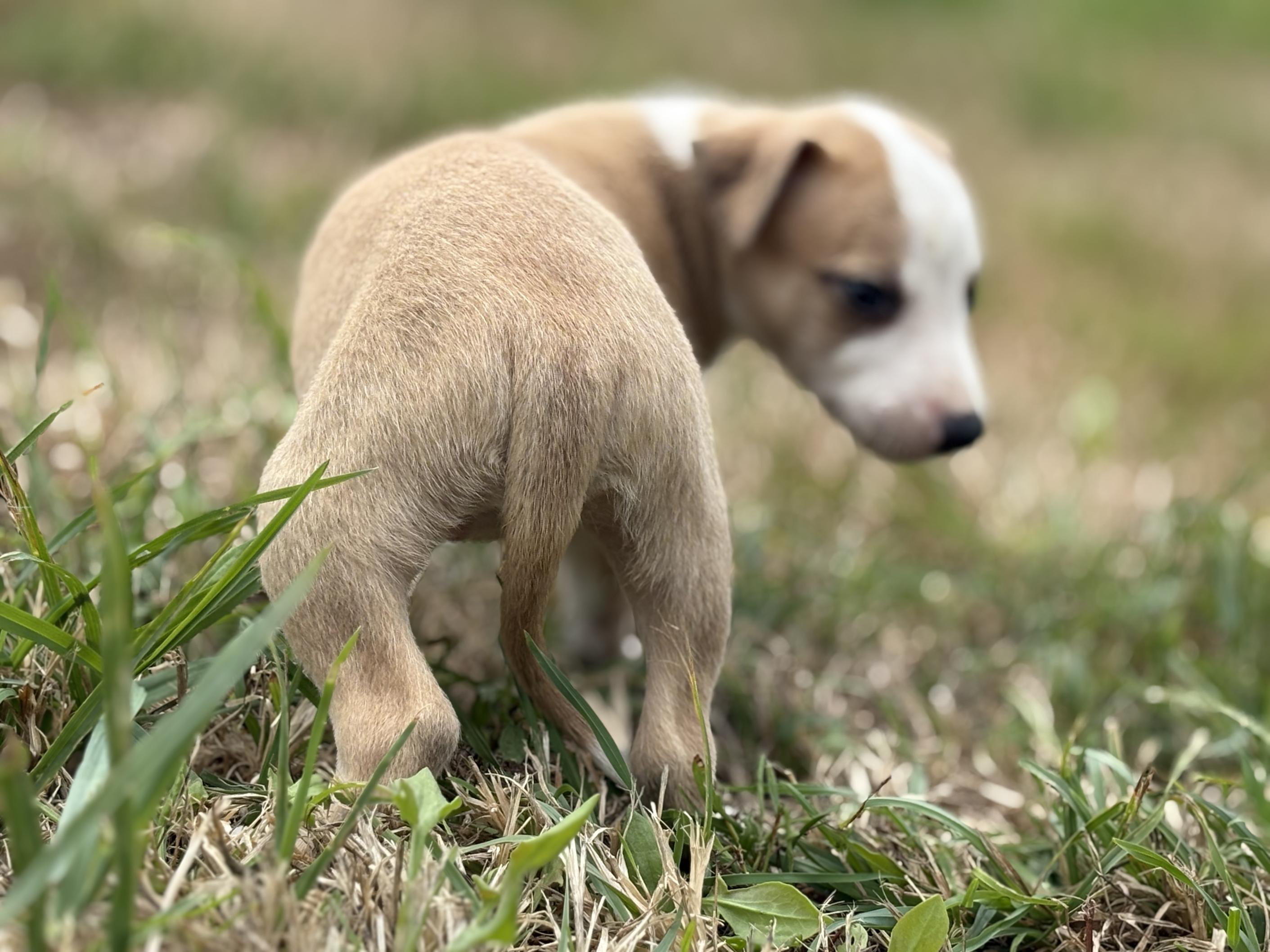 chiot disponible