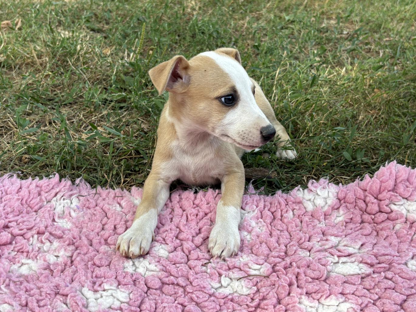 chiot disponible