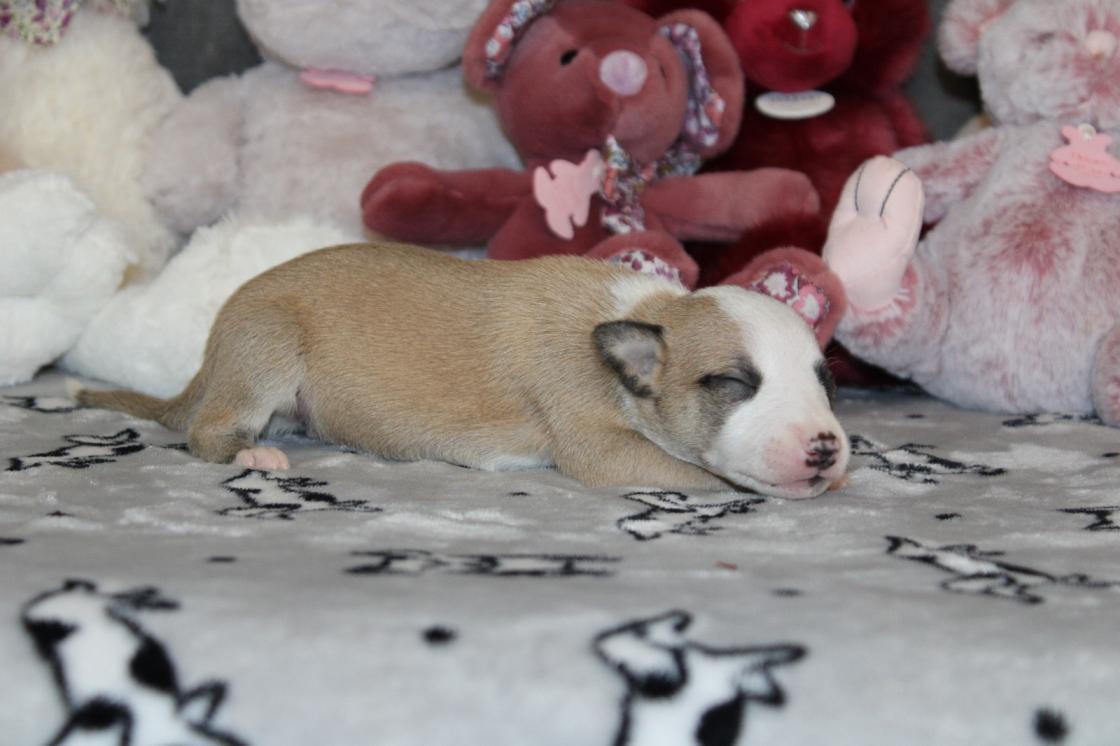 chiot disponible