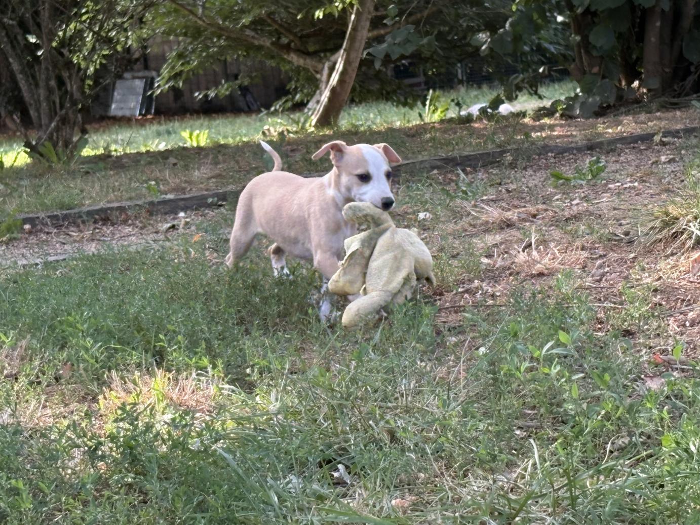 chiot disponible