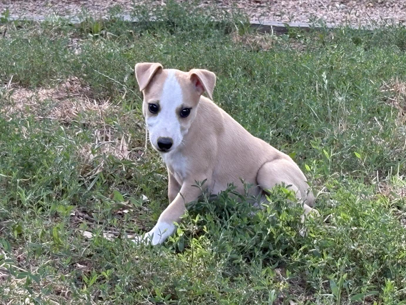 chiot disponible