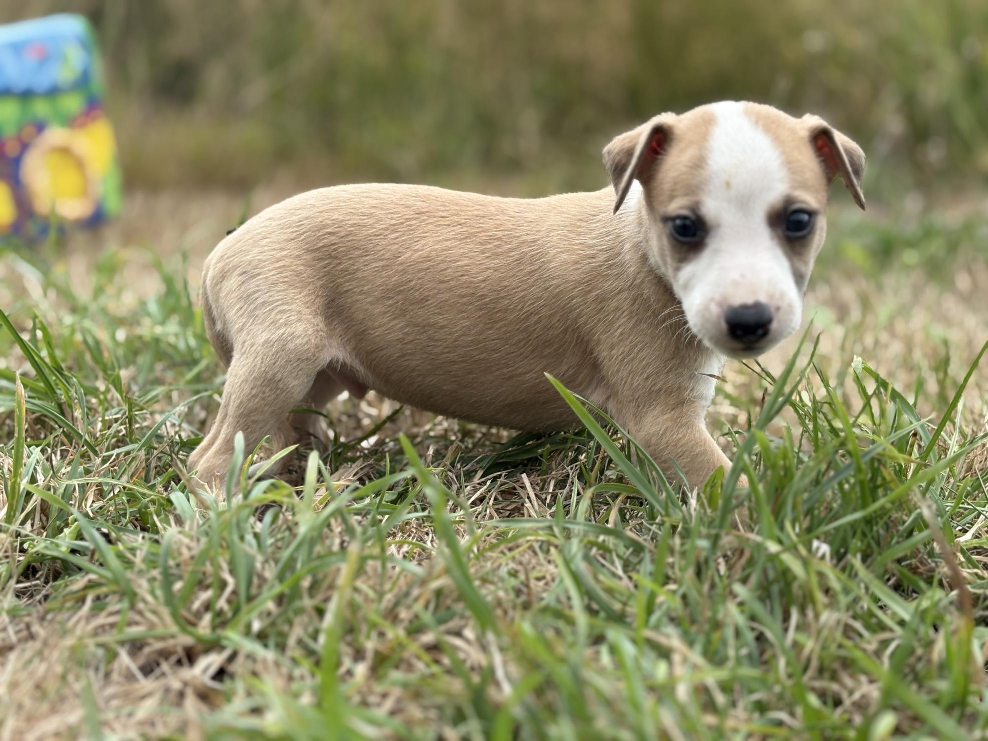 chiot disponible