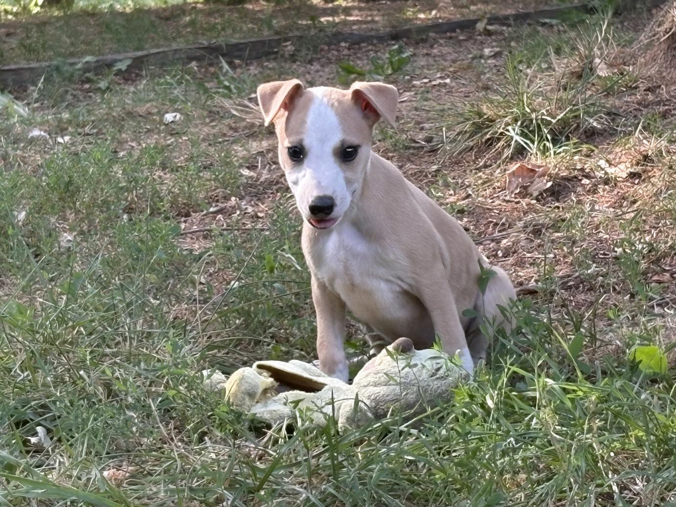 chiot disponible