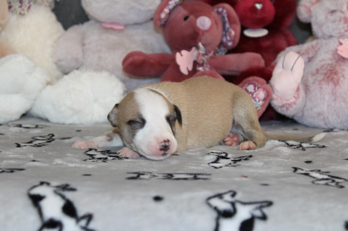 chiot disponible