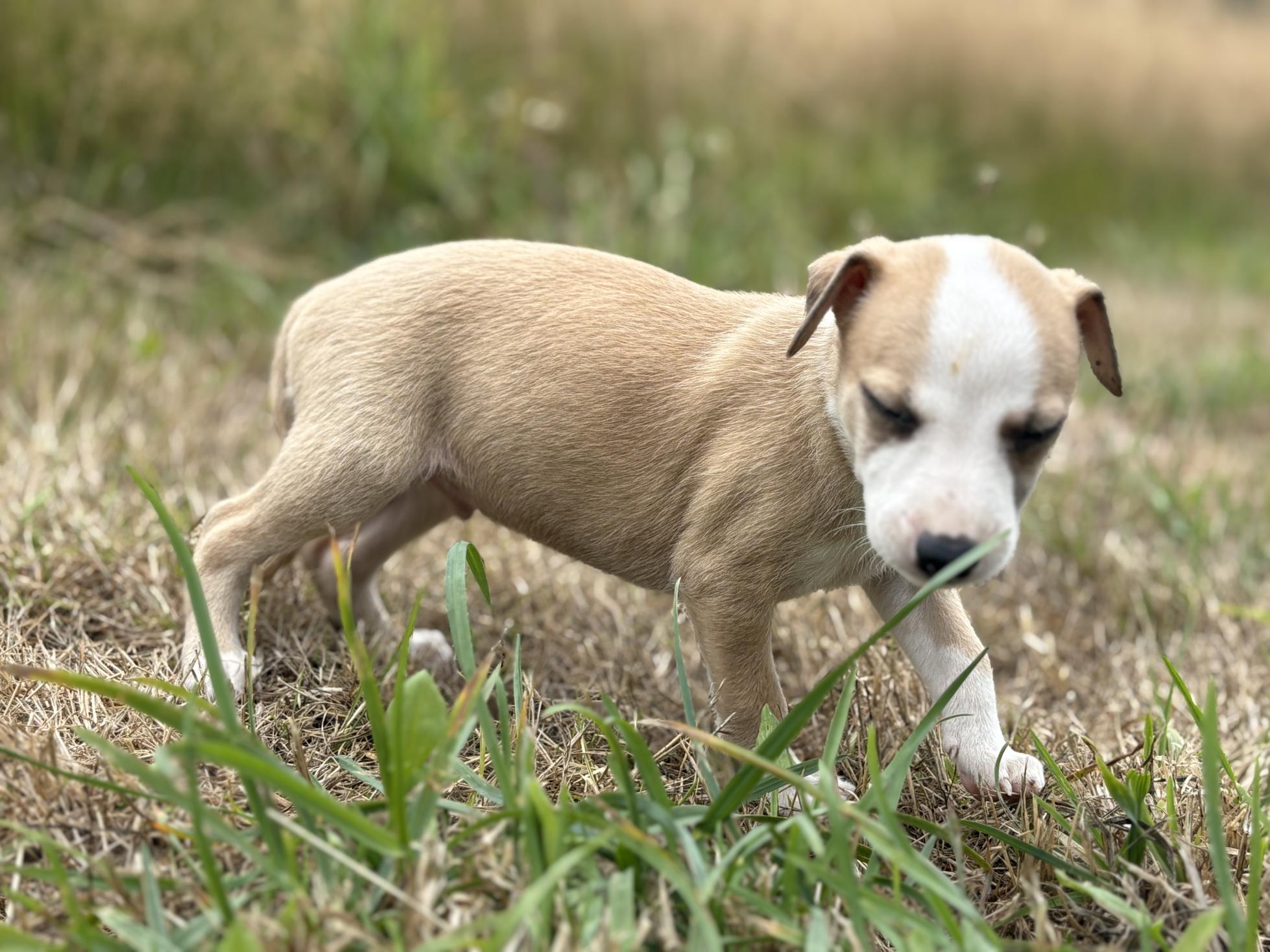 chiot disponible