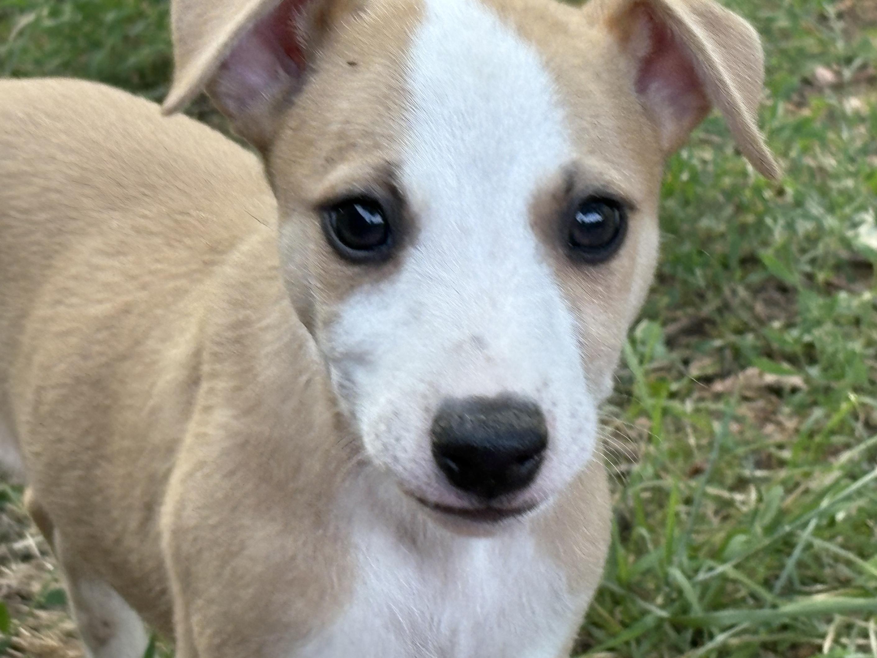 chiot disponible